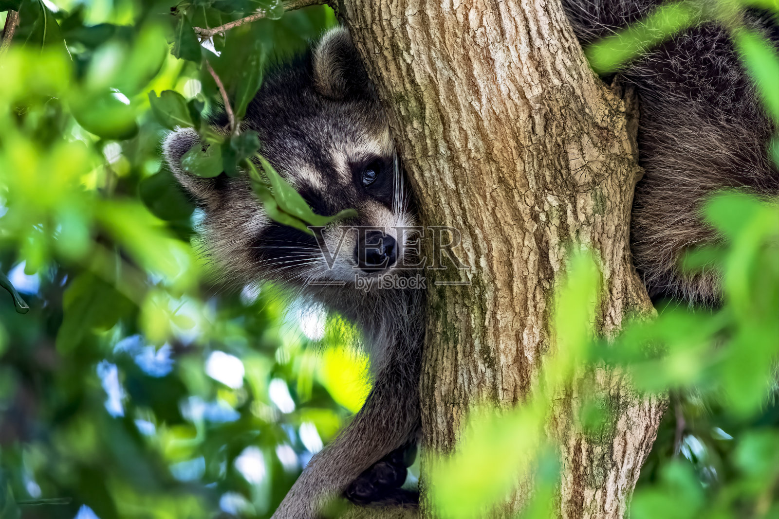 浣熊躲在树上照片摄影图片