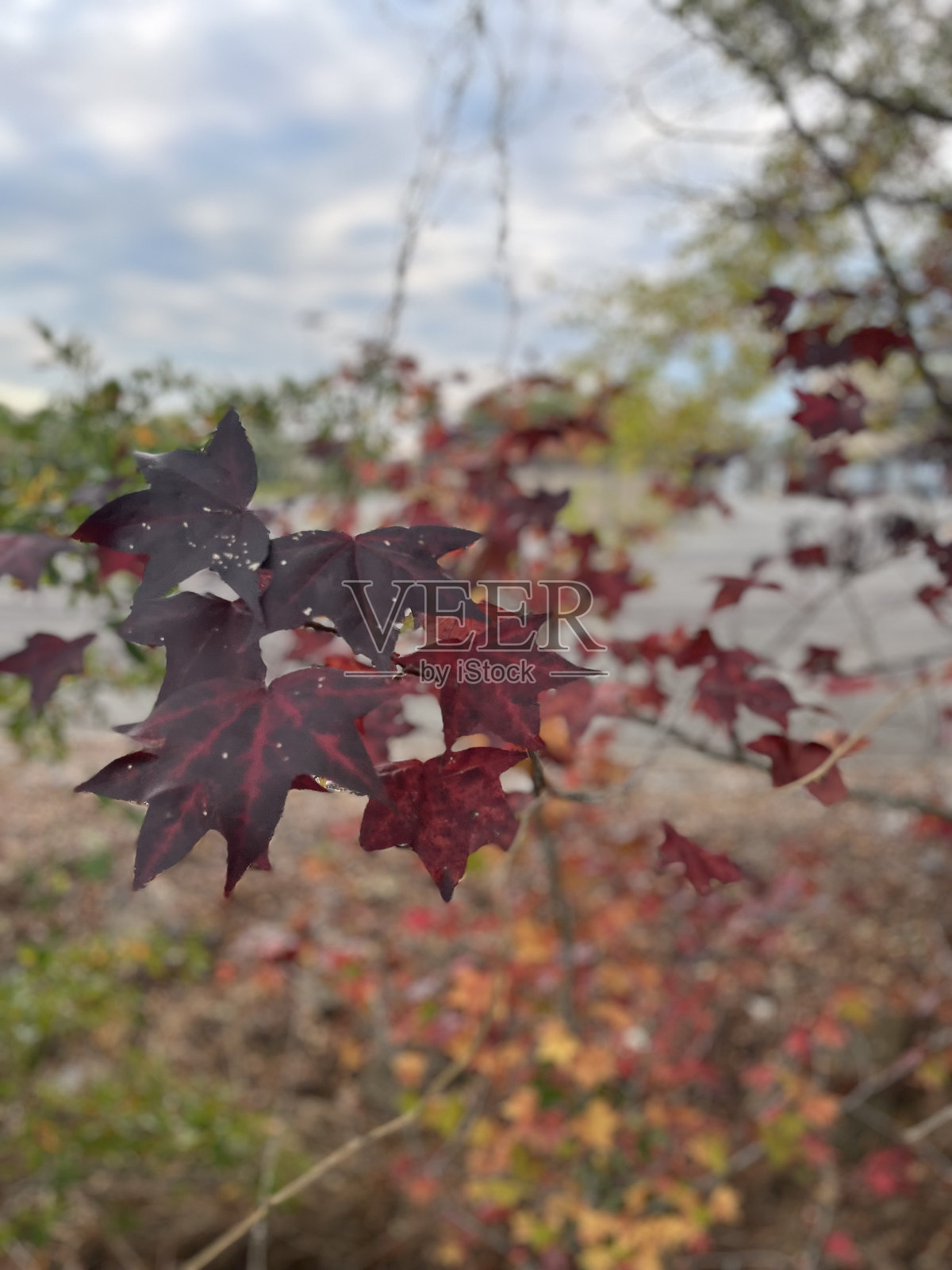 枫叶照片摄影图片