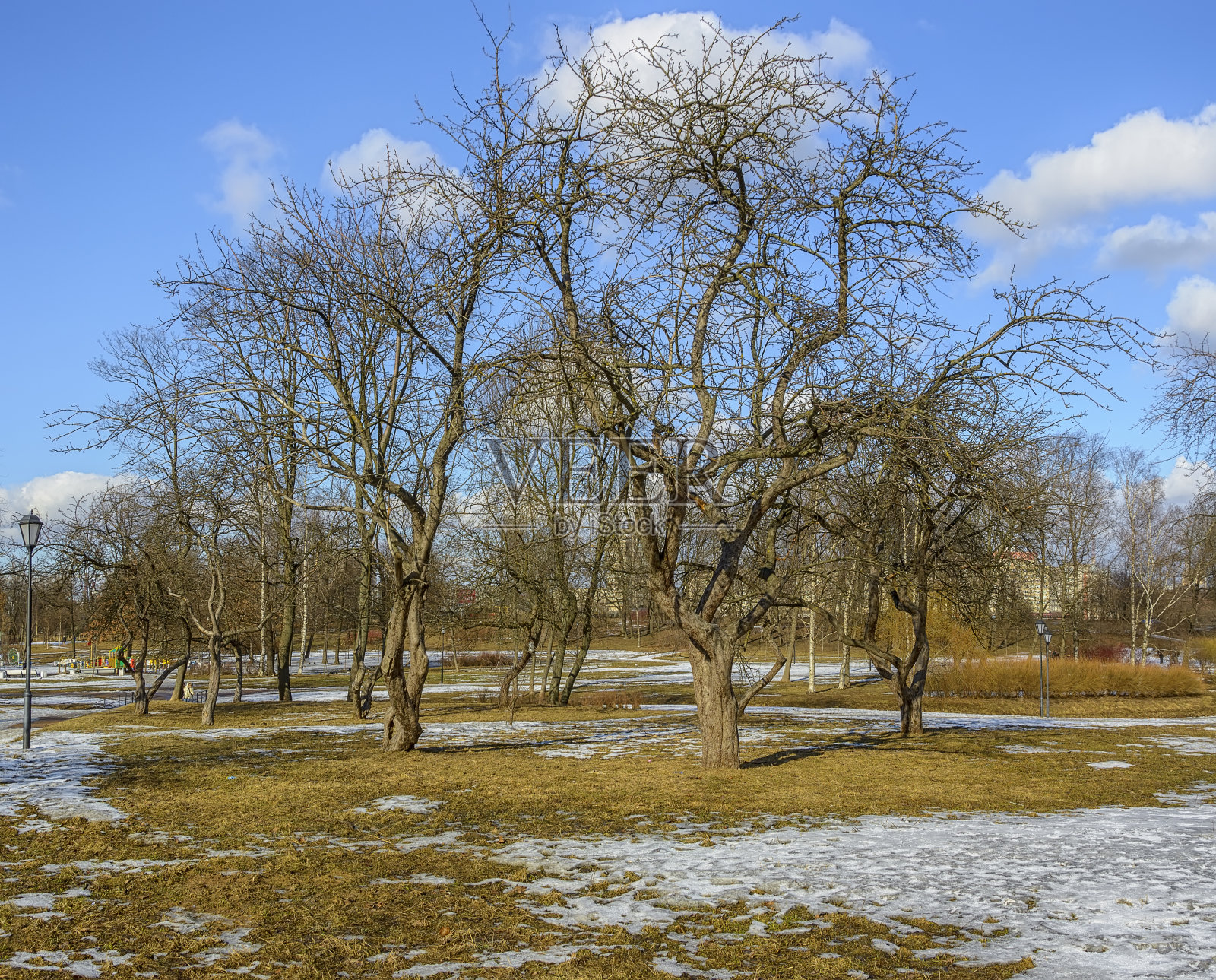 早春，圣彼得堡库拉基亚达查公园的老苹果园。照片摄影图片