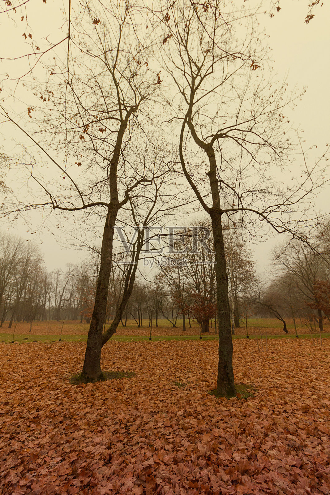 雾蒙蒙的秋林带着落叶，深秋。神奇的概念。照片摄影图片