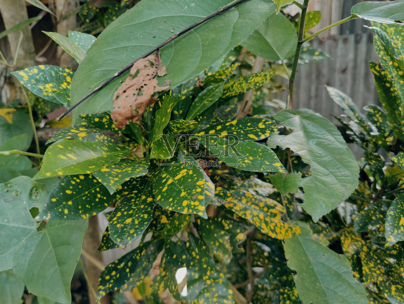近距离拍摄的绿叶照片摄影图片