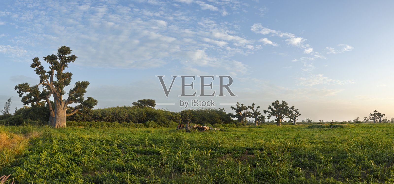 宏伟的猴面包树照片摄影图片