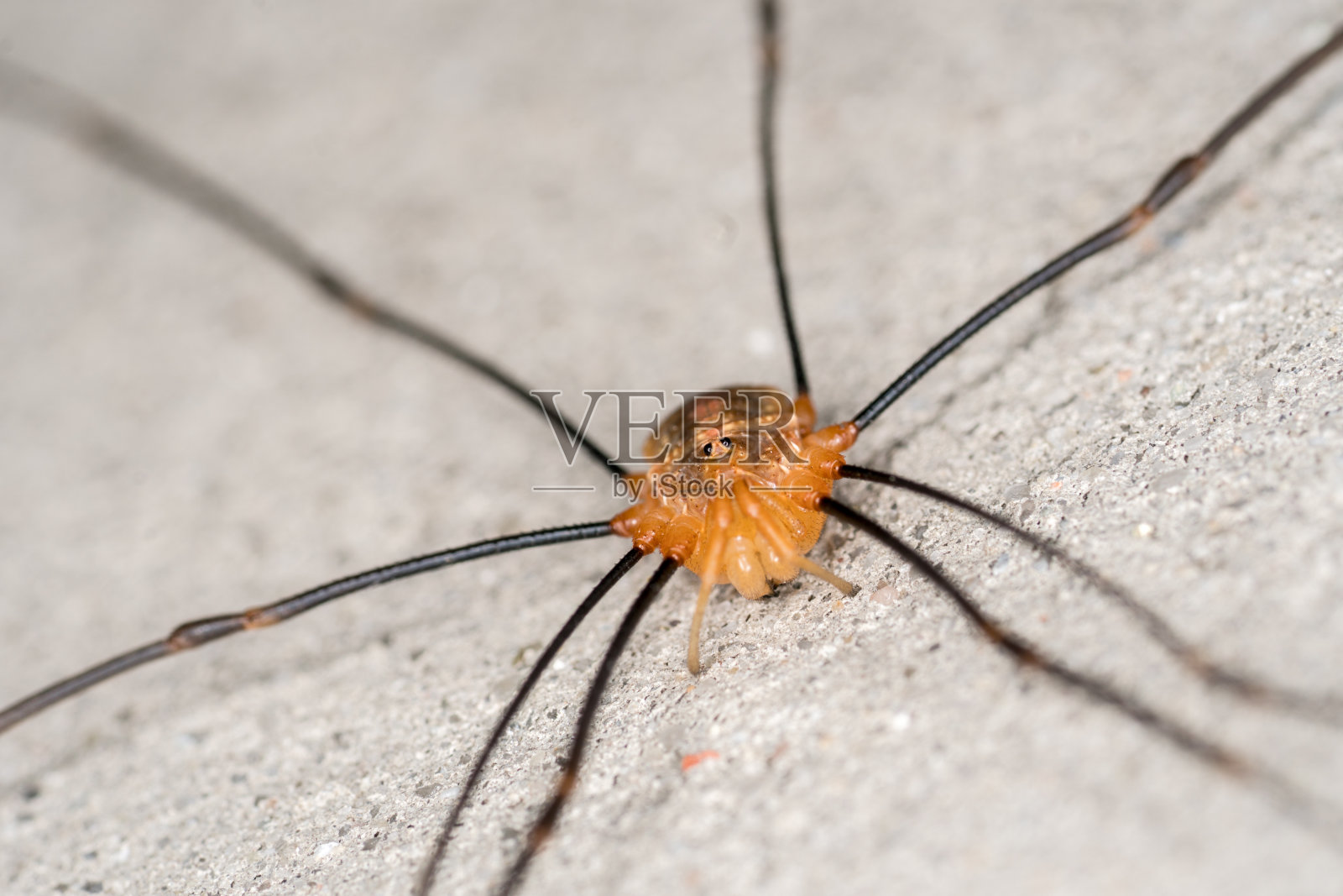 小眼睛蜘蛛照片摄影图片