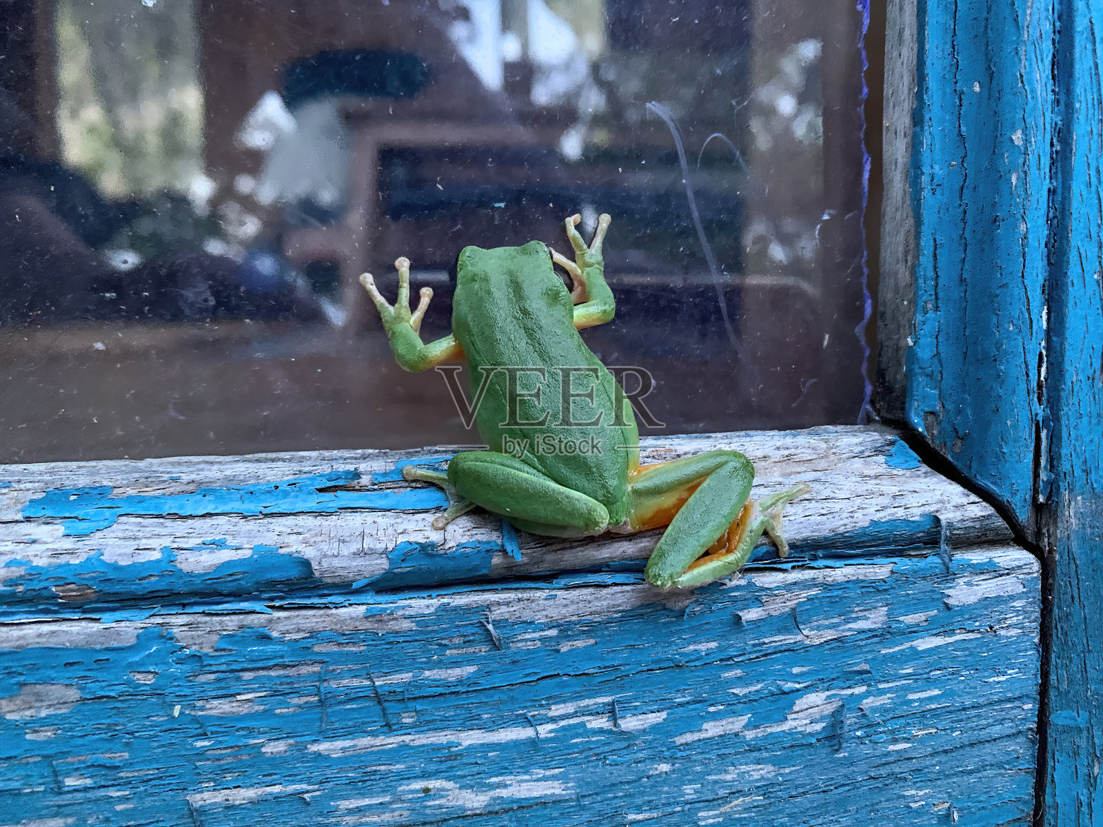 绿色的青蛙透过窗户往外看照片摄影图片
