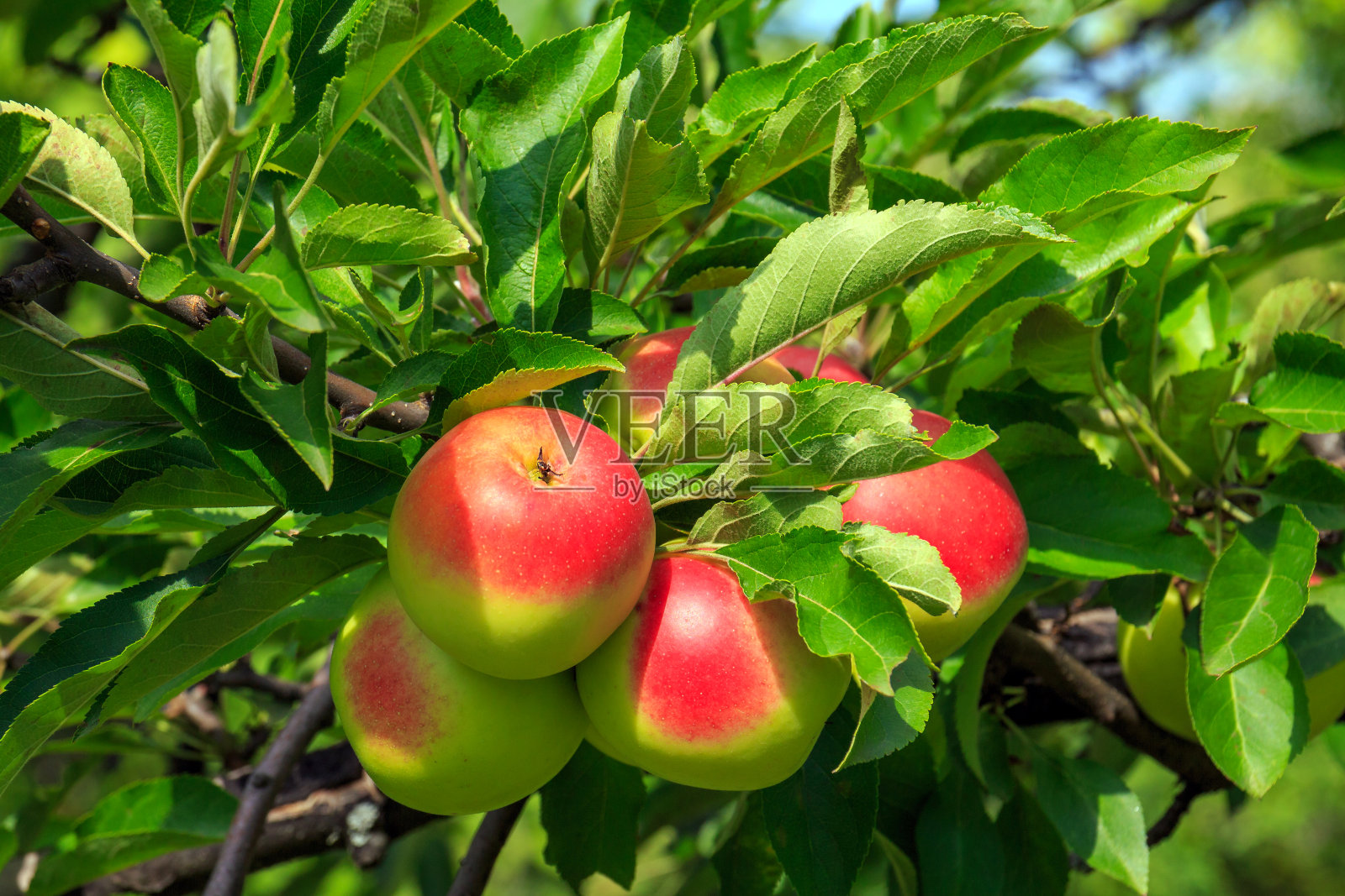 树上的苹果果实照片摄影图片