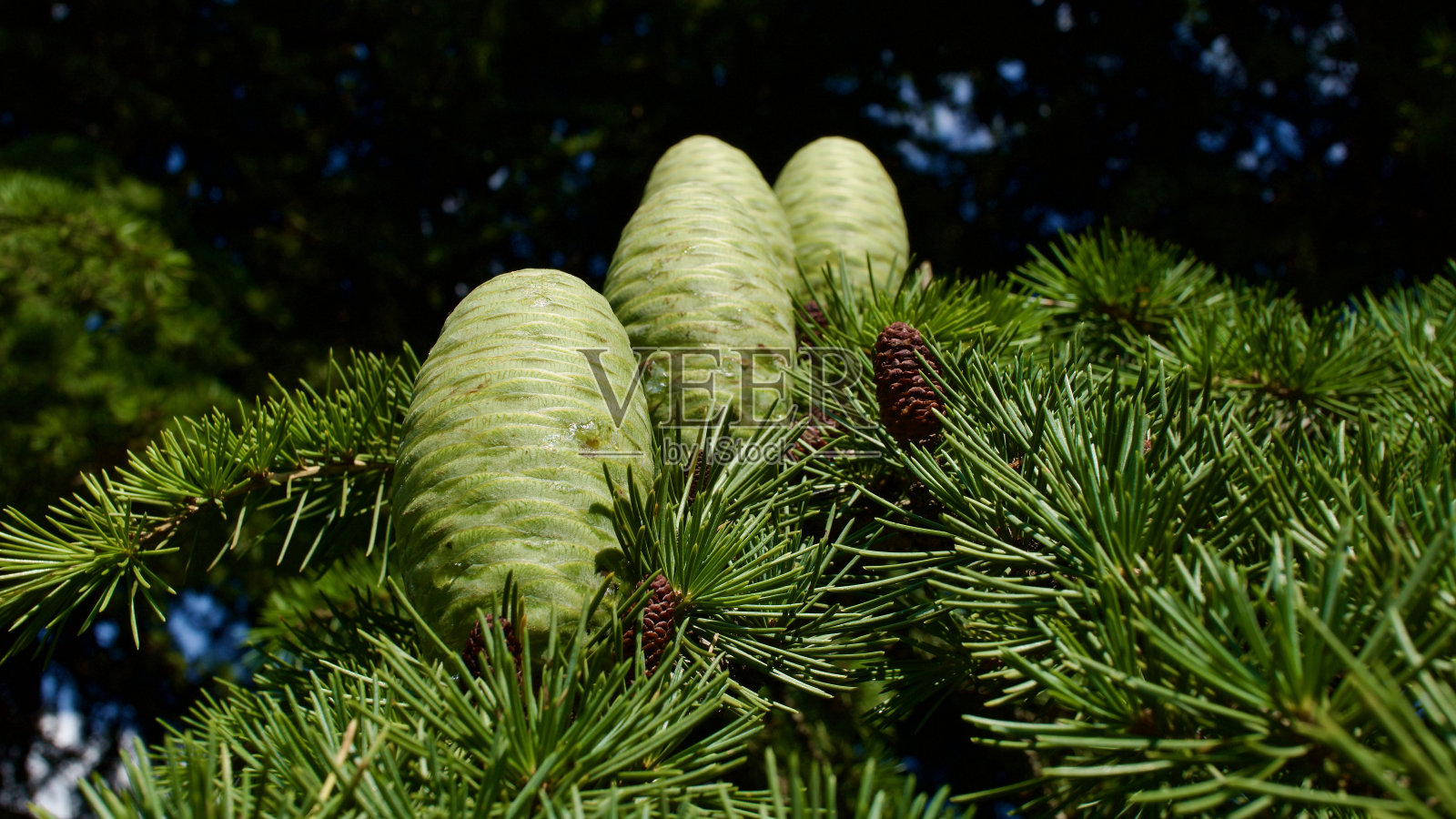 原始的松果。未成熟的松果松树的种子。松子。照片摄影图片