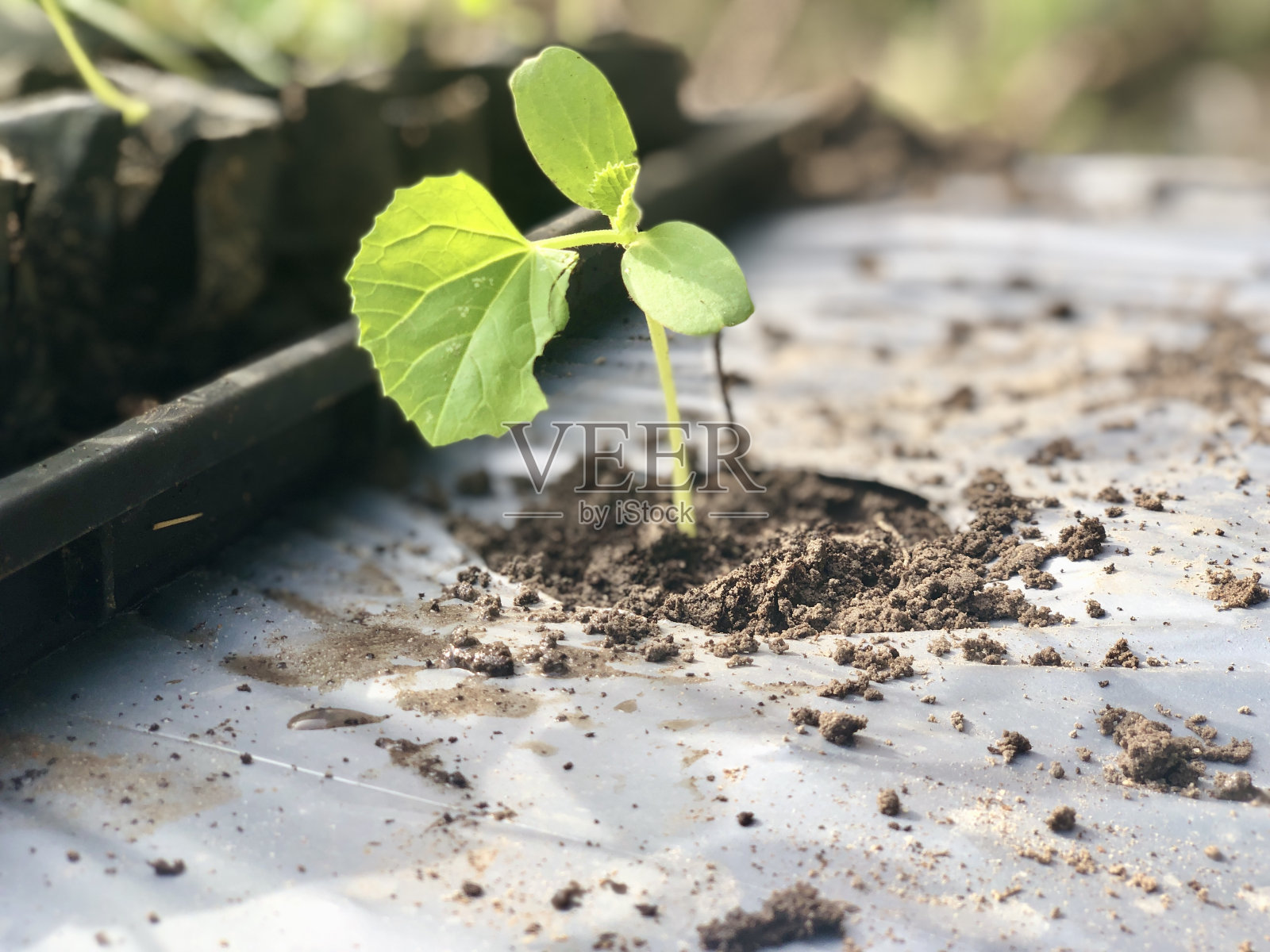 处于营养期的瓜类植物照片摄影图片