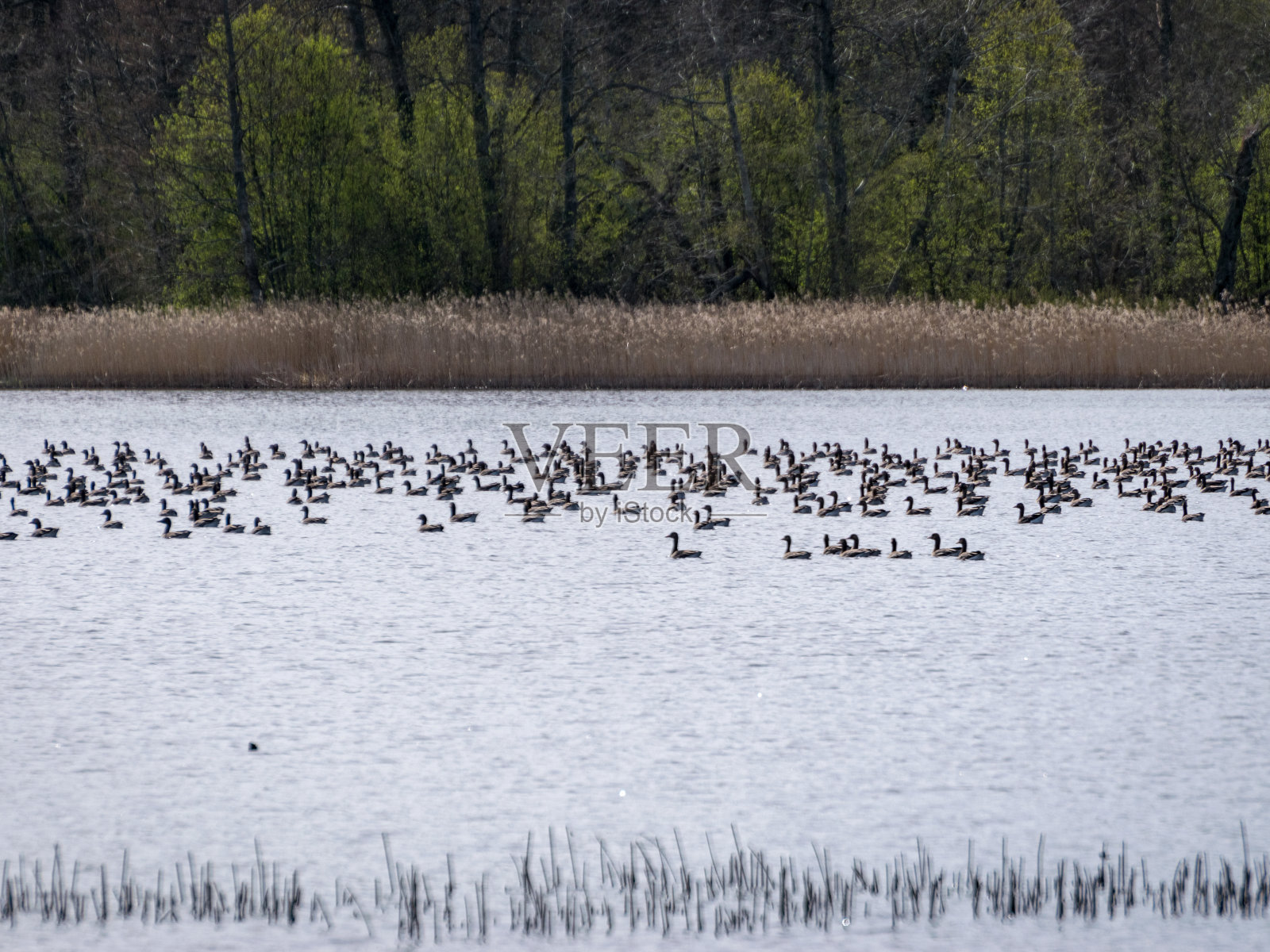 背光下的湖光景观，湖面上鹅的剪影照片摄影图片