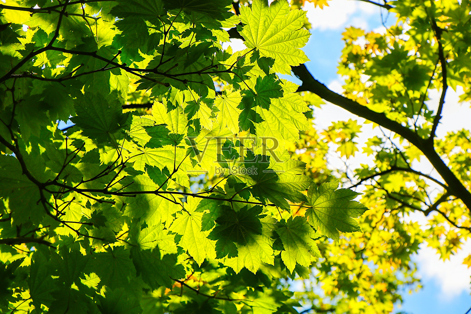 绿色的树叶照片摄影图片