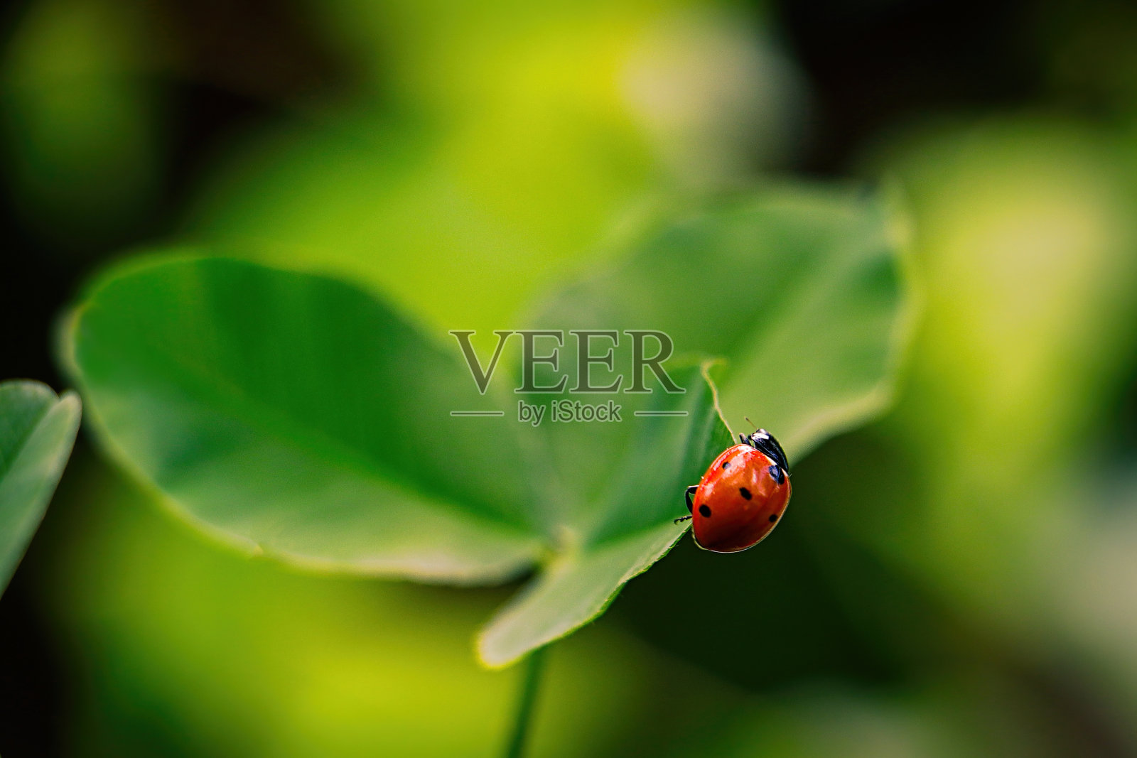 瓢虫3照片摄影图片