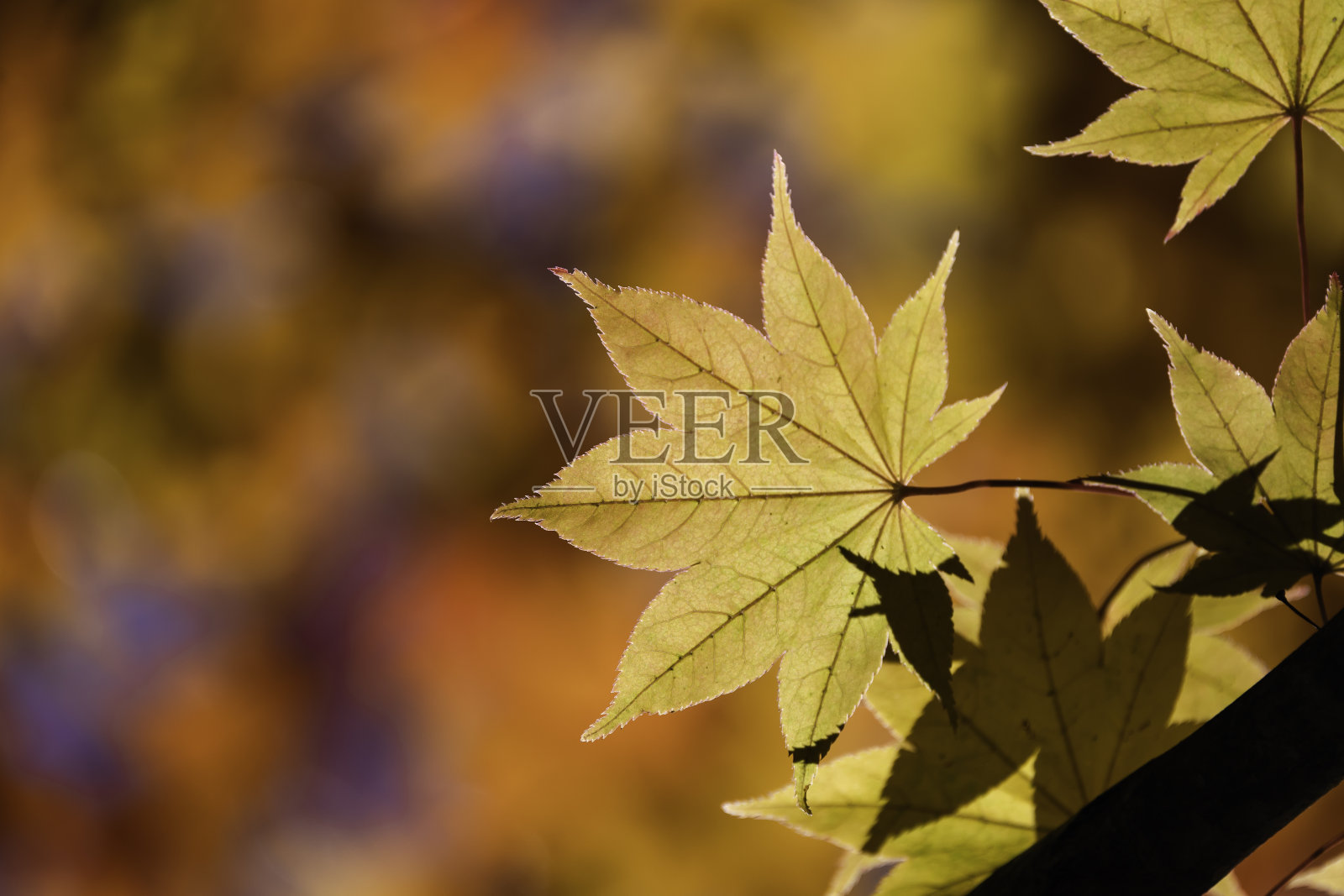 背景材料为秋叶秋影照片摄影图片