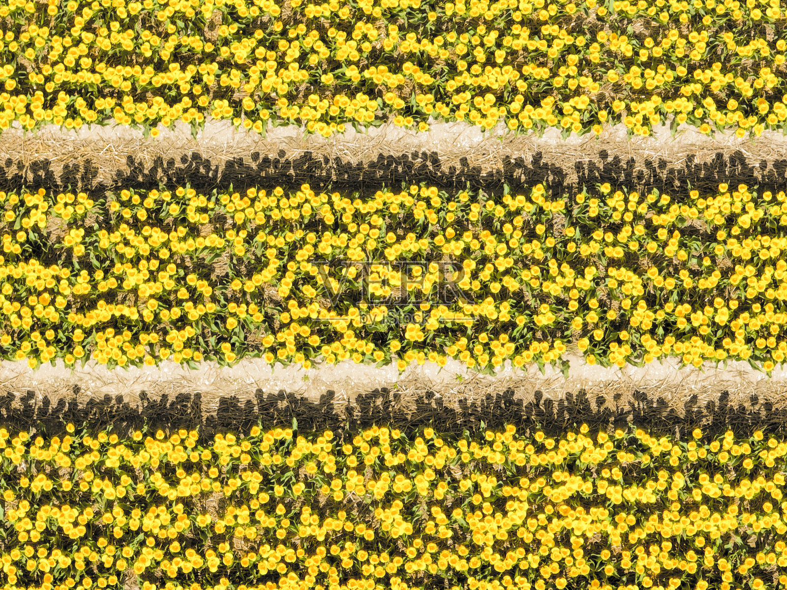 从上面看，春天农田里生长的黄色郁金香照片摄影图片