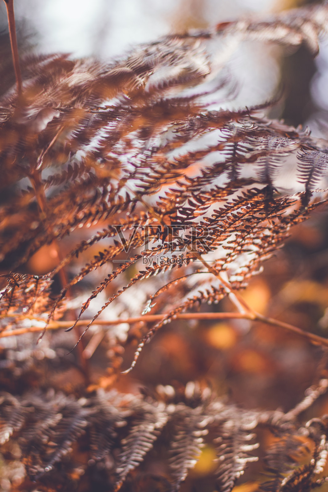 秋天蕨类植物的叶子照片摄影图片