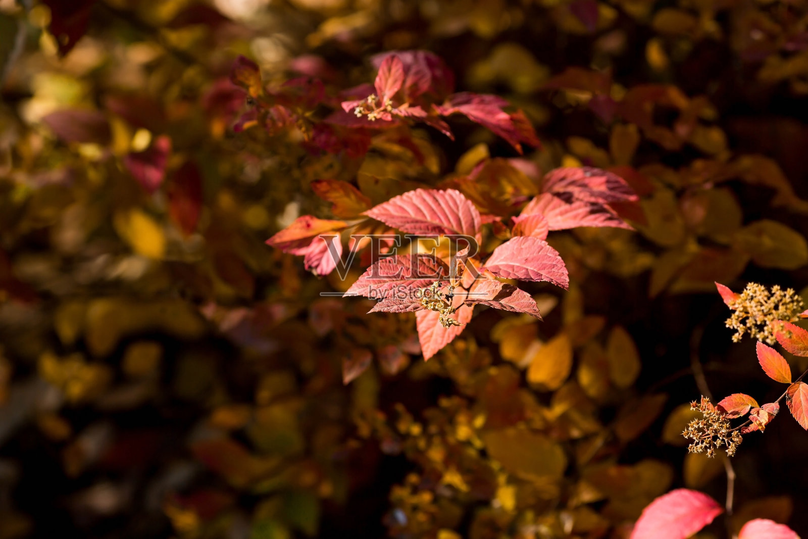背景图像是暖黄色，橙色。秋叶的质地。自然、环保的自然背景。文本位置的副本。照片摄影图片