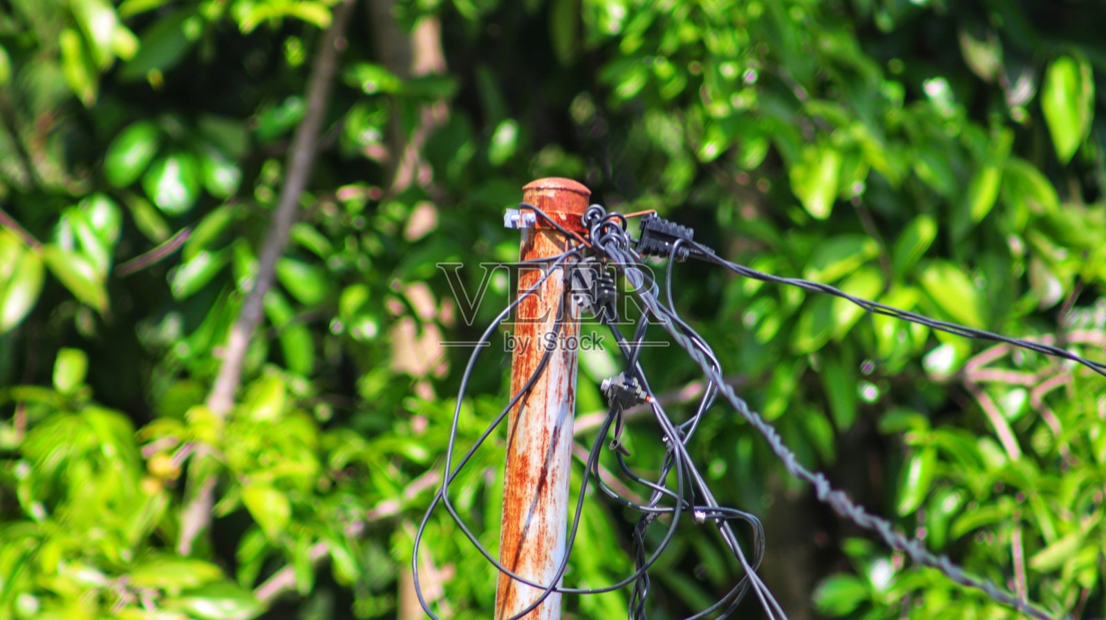 美丽的电铁杆与黑色电线连接到一个树的植物背景照片摄影图片