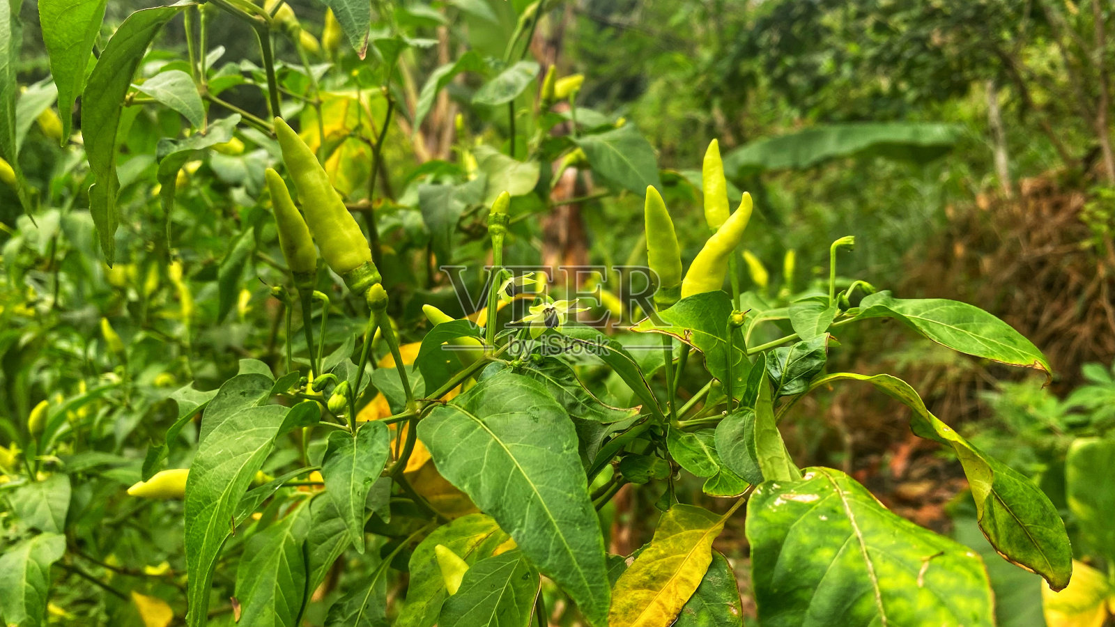 花园里的辣椒树果实照片摄影图片