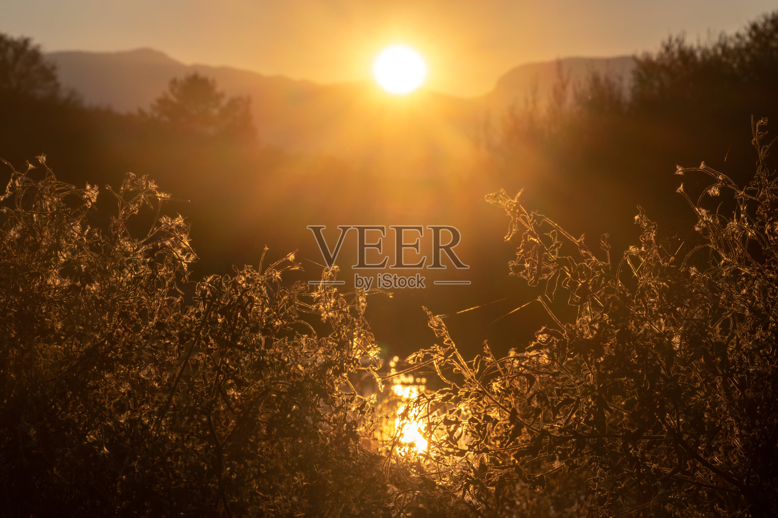 秋天夕阳下的沼泽植被照片摄影图片