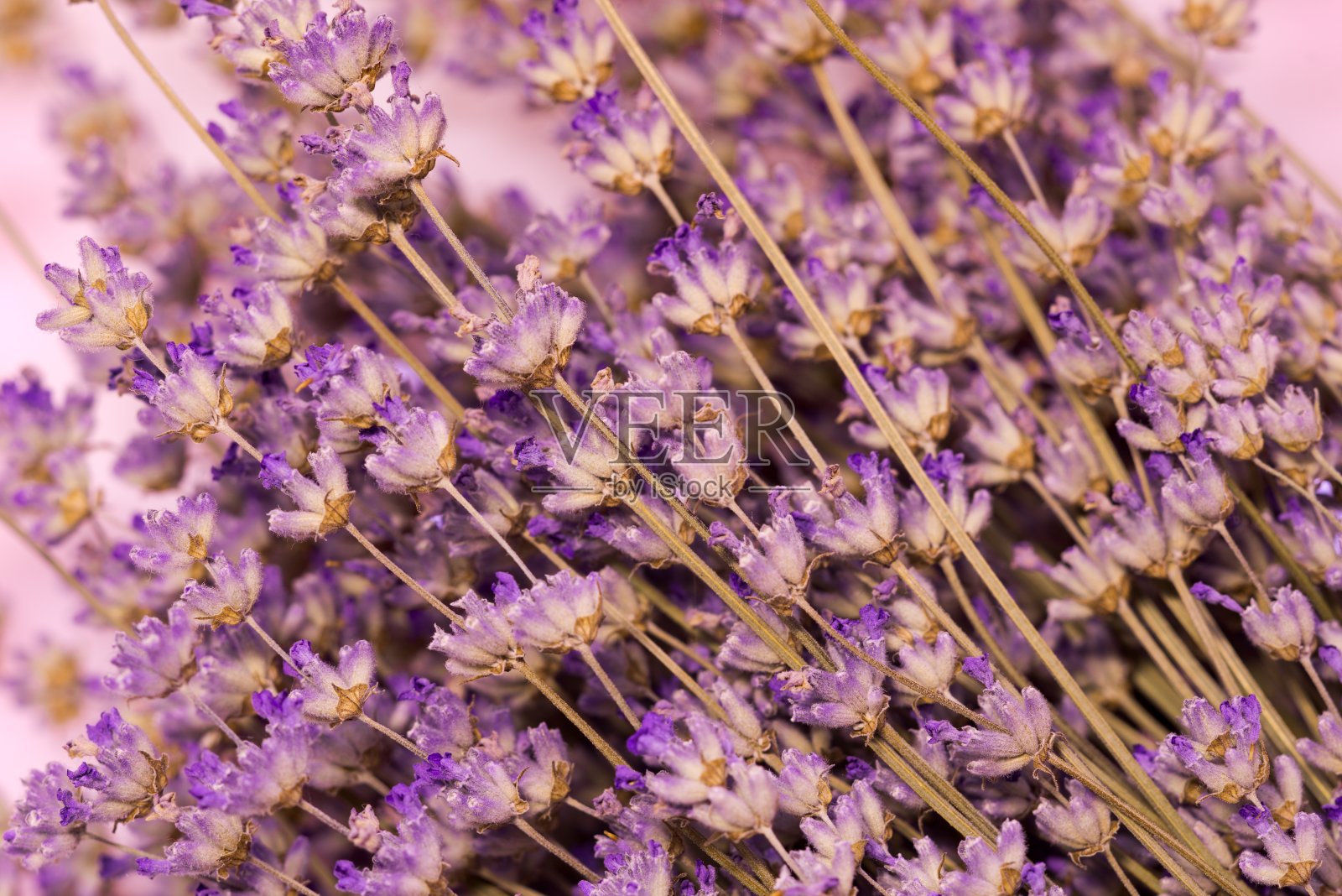 薰衣草为桌面，薰衣草为背景。照片摄影图片