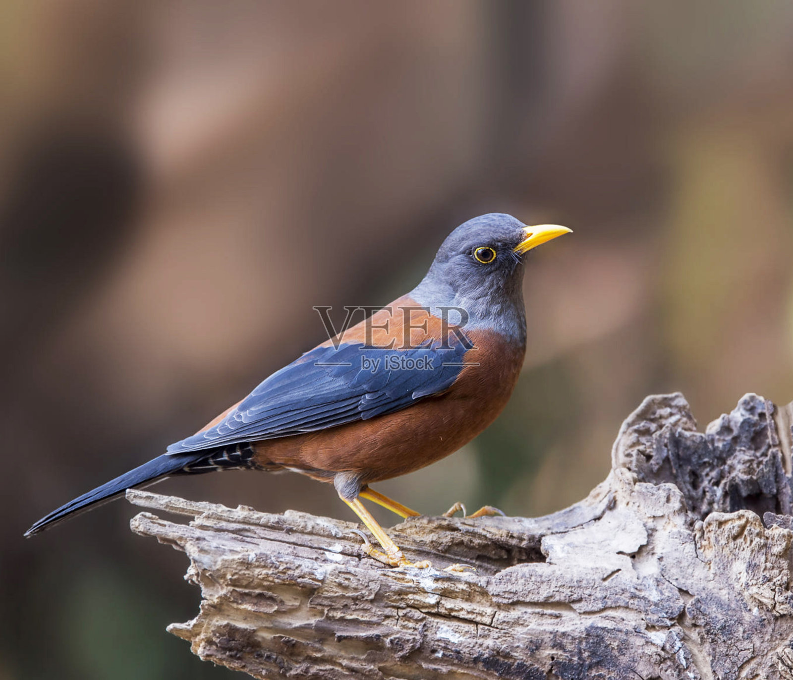 美丽的中国野生动物图片照片摄影图片