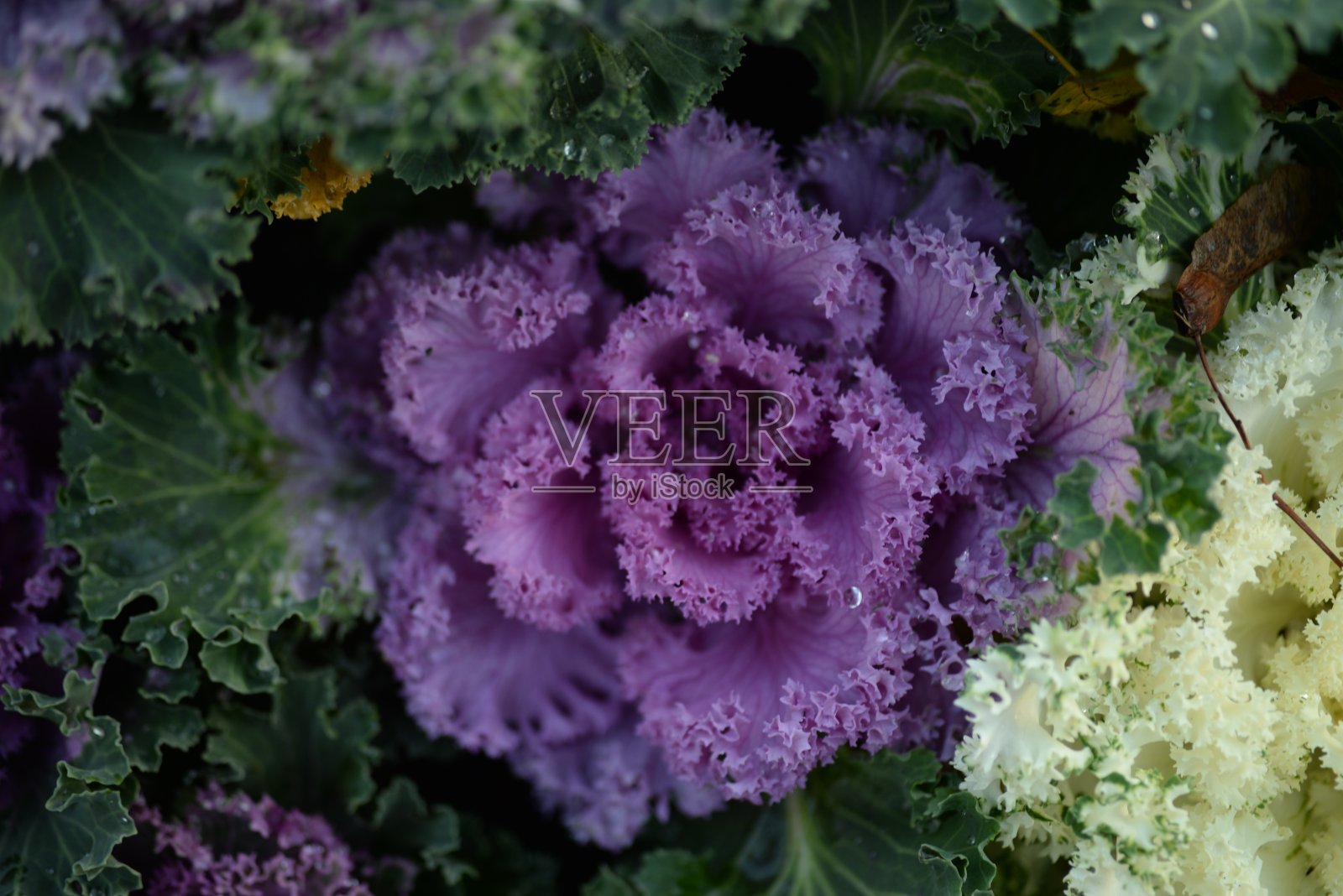 高质量照片微距摄影渐变白色绿色观赏甘蓝头紫十字花科装饰雕刻白菜叶，海报，横幅特写照片摄影图片