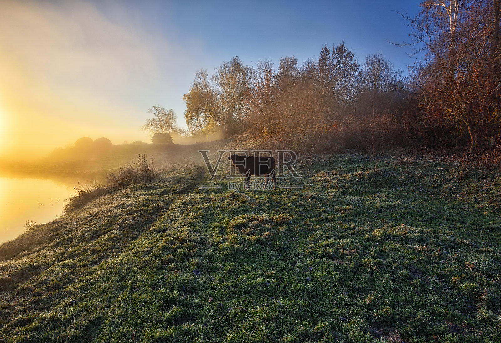 奶牛在草地上吃草。秋天的黎明。阳光穿透了雾。乌克兰的性质照片摄影图片