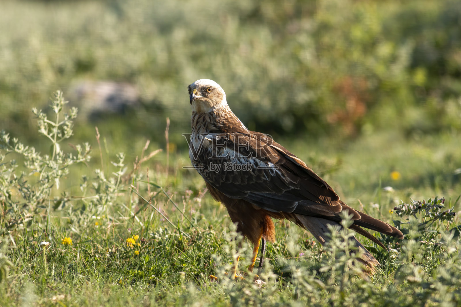 雄性沼泽鹞坐在地上照片摄影图片