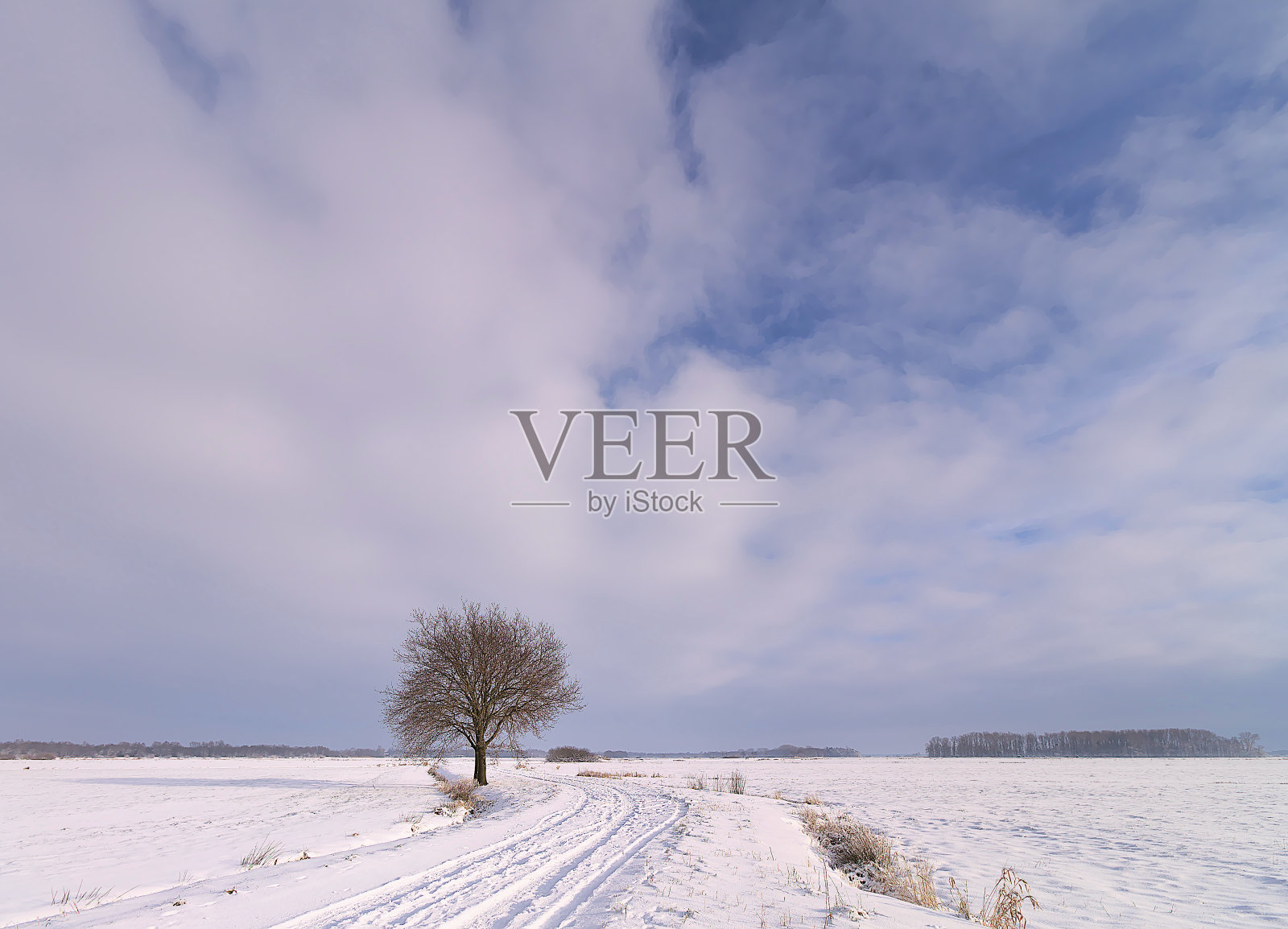 雪地上的树照片摄影图片