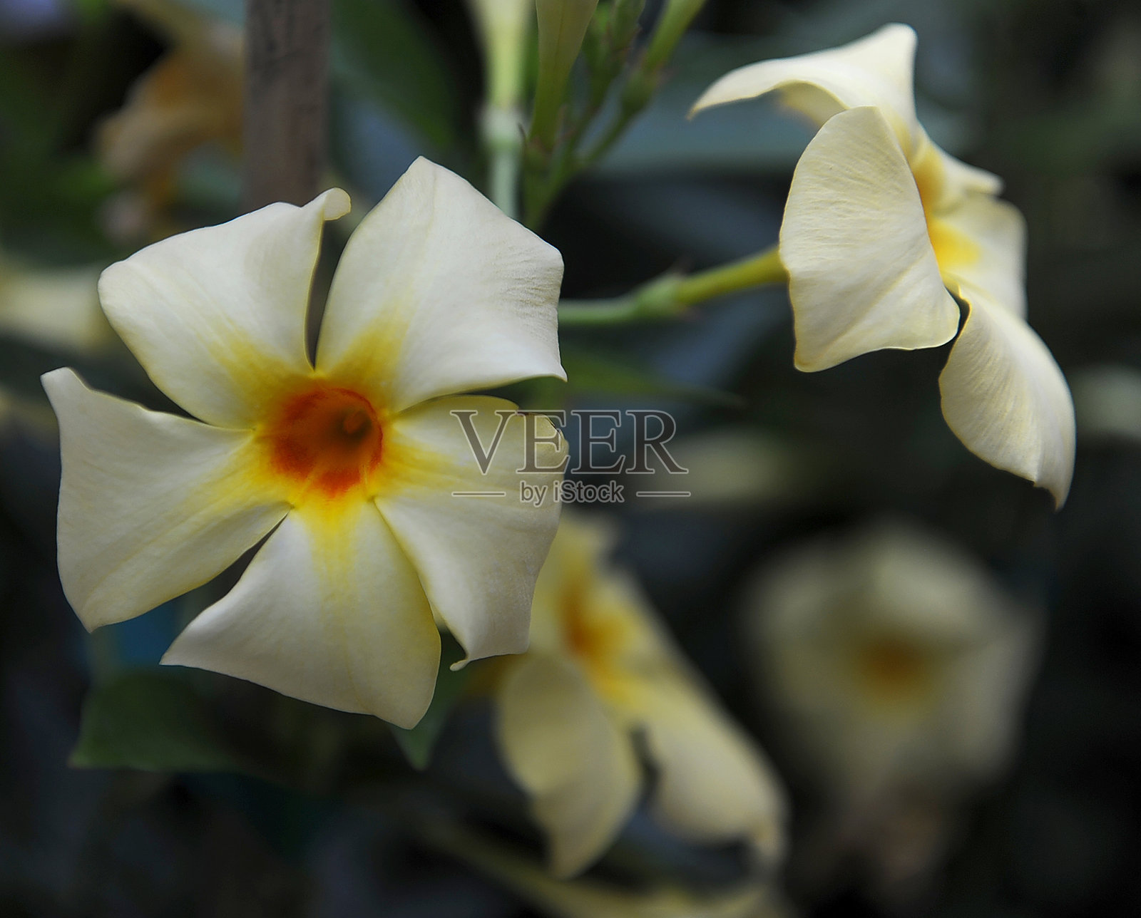 Allamanda Mandevilla太阳伞照片摄影图片