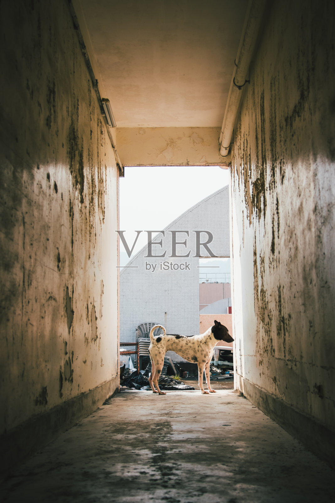 街头摄影# 1照片摄影图片