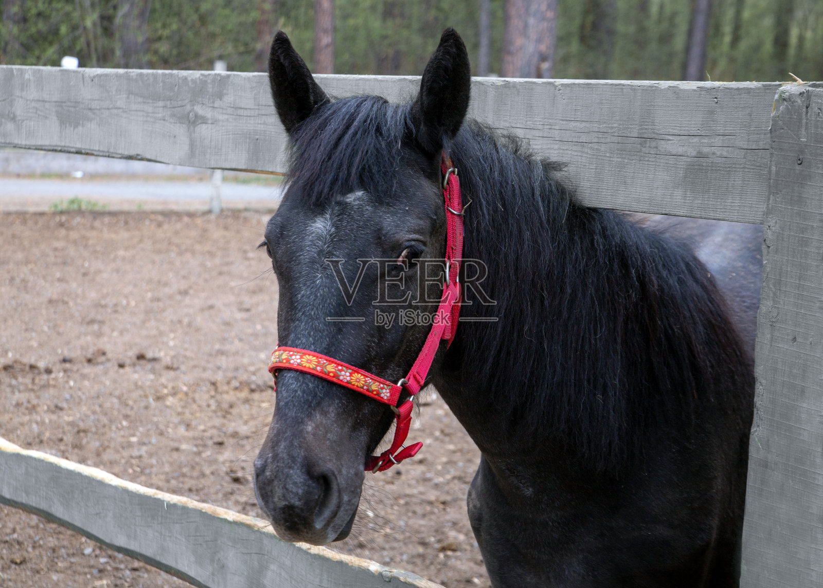 马场围场里的一匹黑马。爱好,动物。照片摄影图片