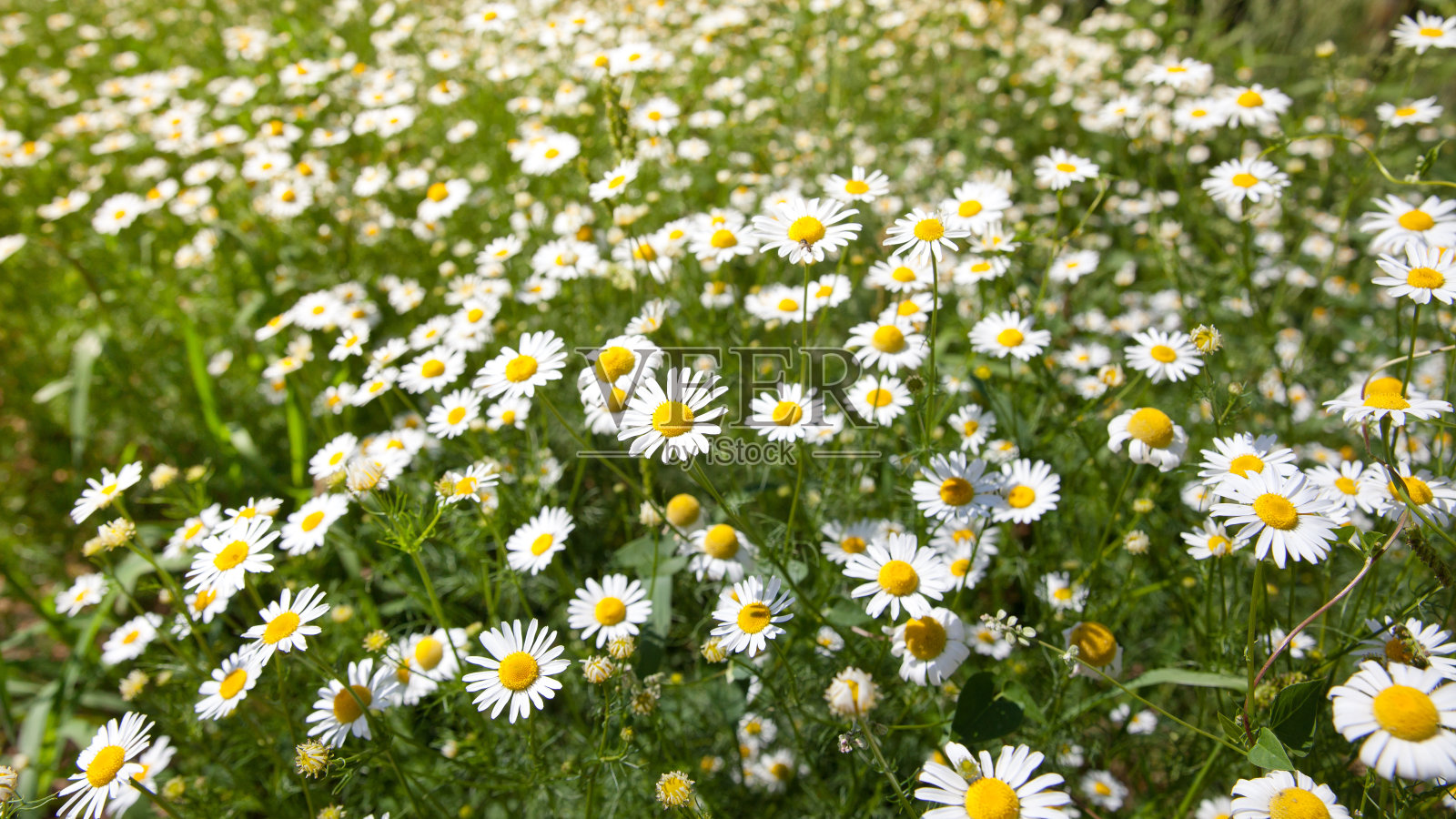 洋甘菊花卉领域。甘菊在大自然中。阳光明媚的大自然中的甘菊田。甘菊雏菊花在夏天的一天。照片摄影图片
