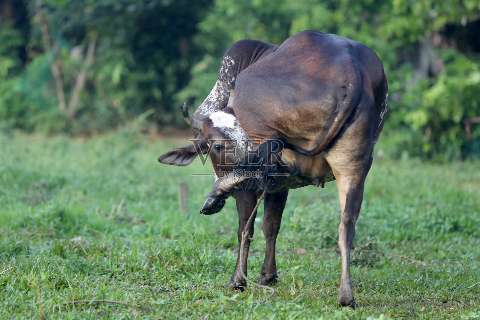 亚洲牛照片摄影图片