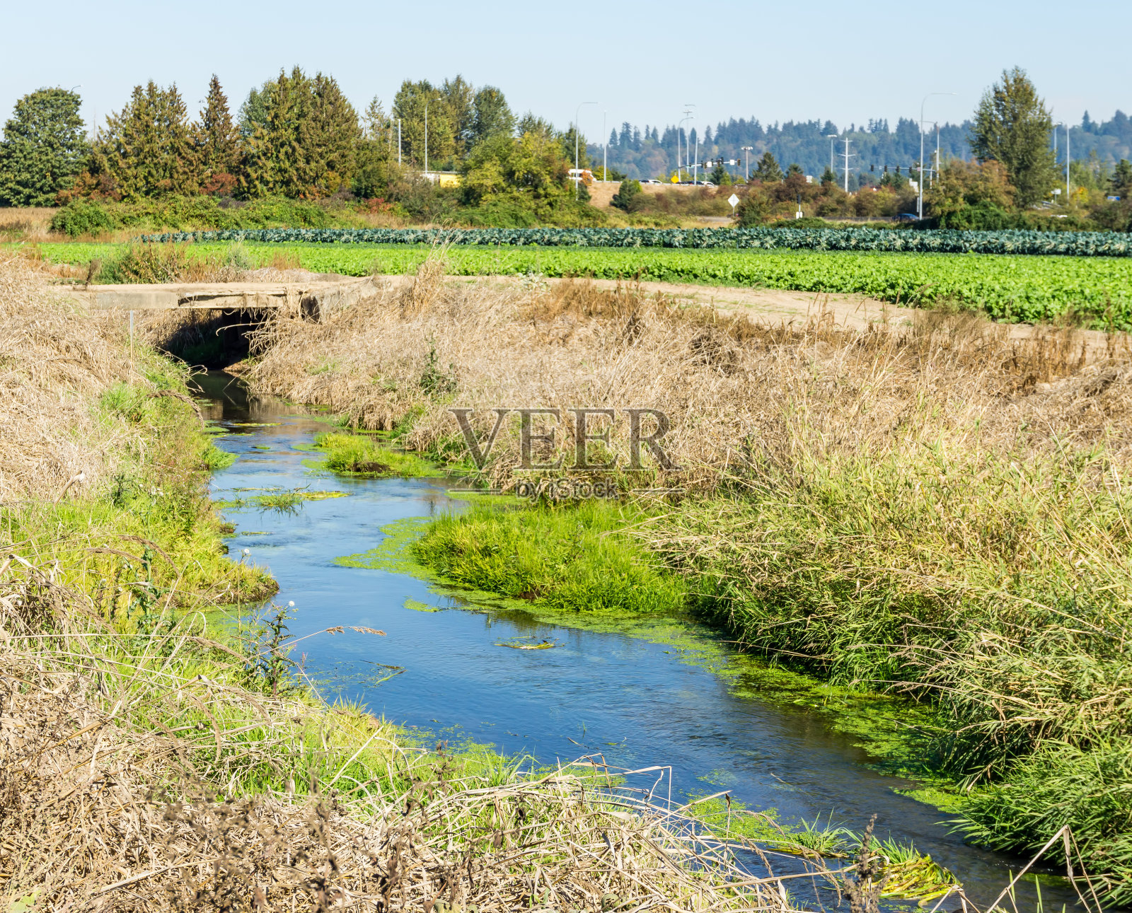 作物与灌溉6照片摄影图片