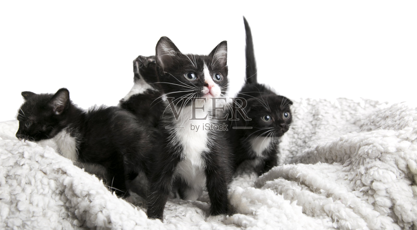 孤立背景下可爱的小猫照片摄影图片