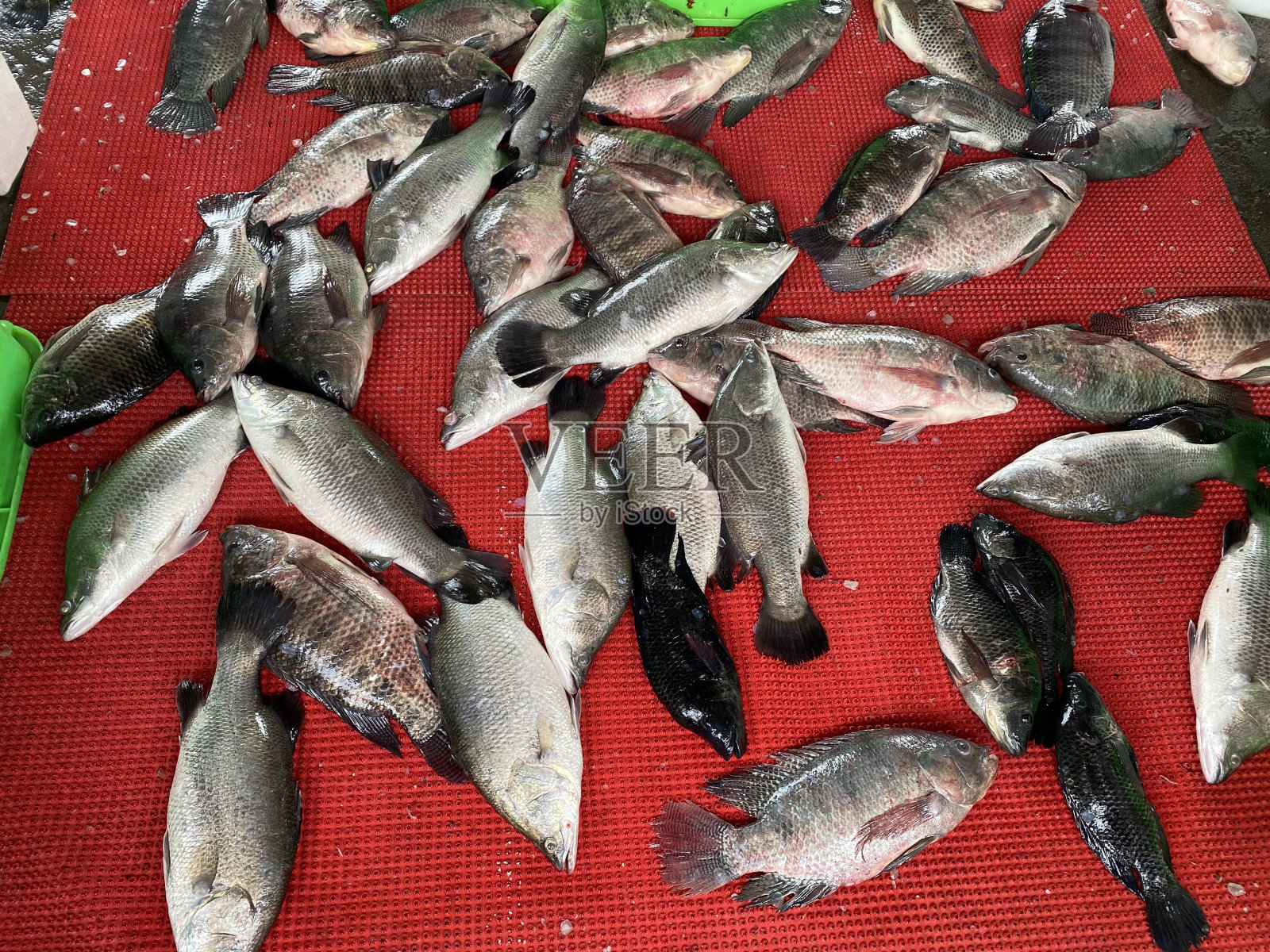 鱼,肉照片摄影图片