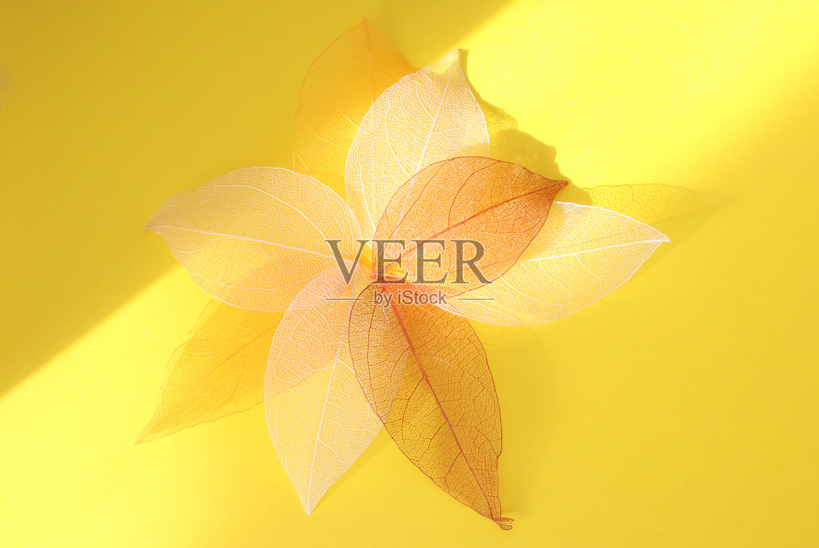 黄叶组骨架。黄色背景上的枯叶。一组有骨的叶子结构薄骨架片。秋季抽象树叶背景照片摄影图片