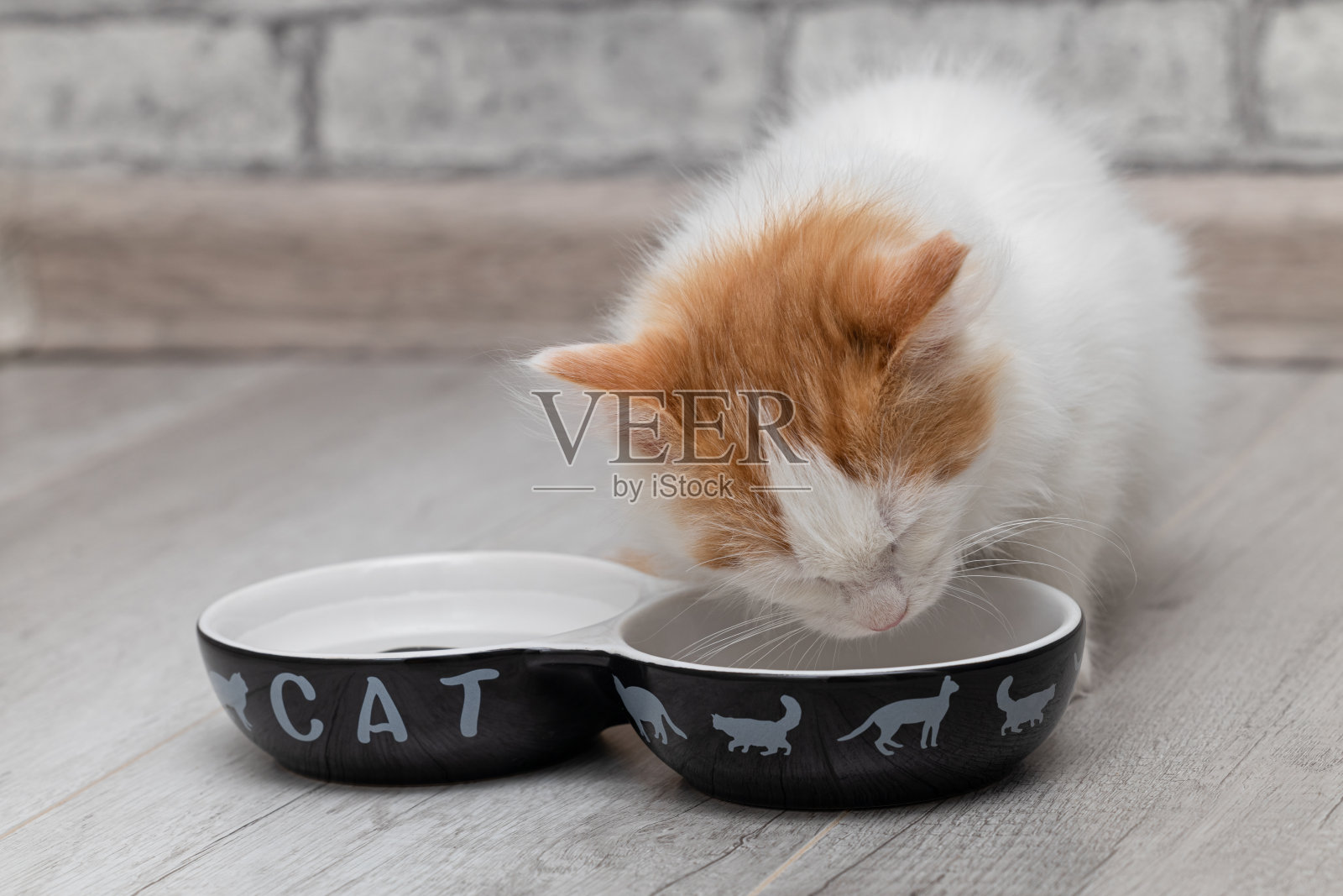 小猫从碗里吃食物。照片摄影图片