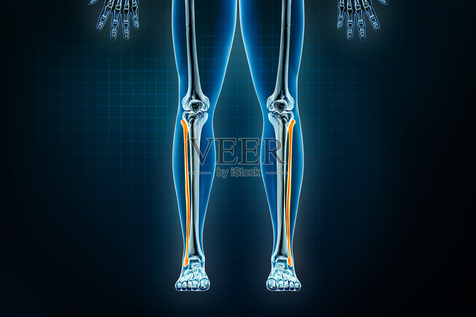 腓骨前方或前方x光片。骨学对人体骨骼、腿部或下肢骨骼的三维渲染说明。解剖学，医学，科学，生物学，保健概念。照片摄影图片