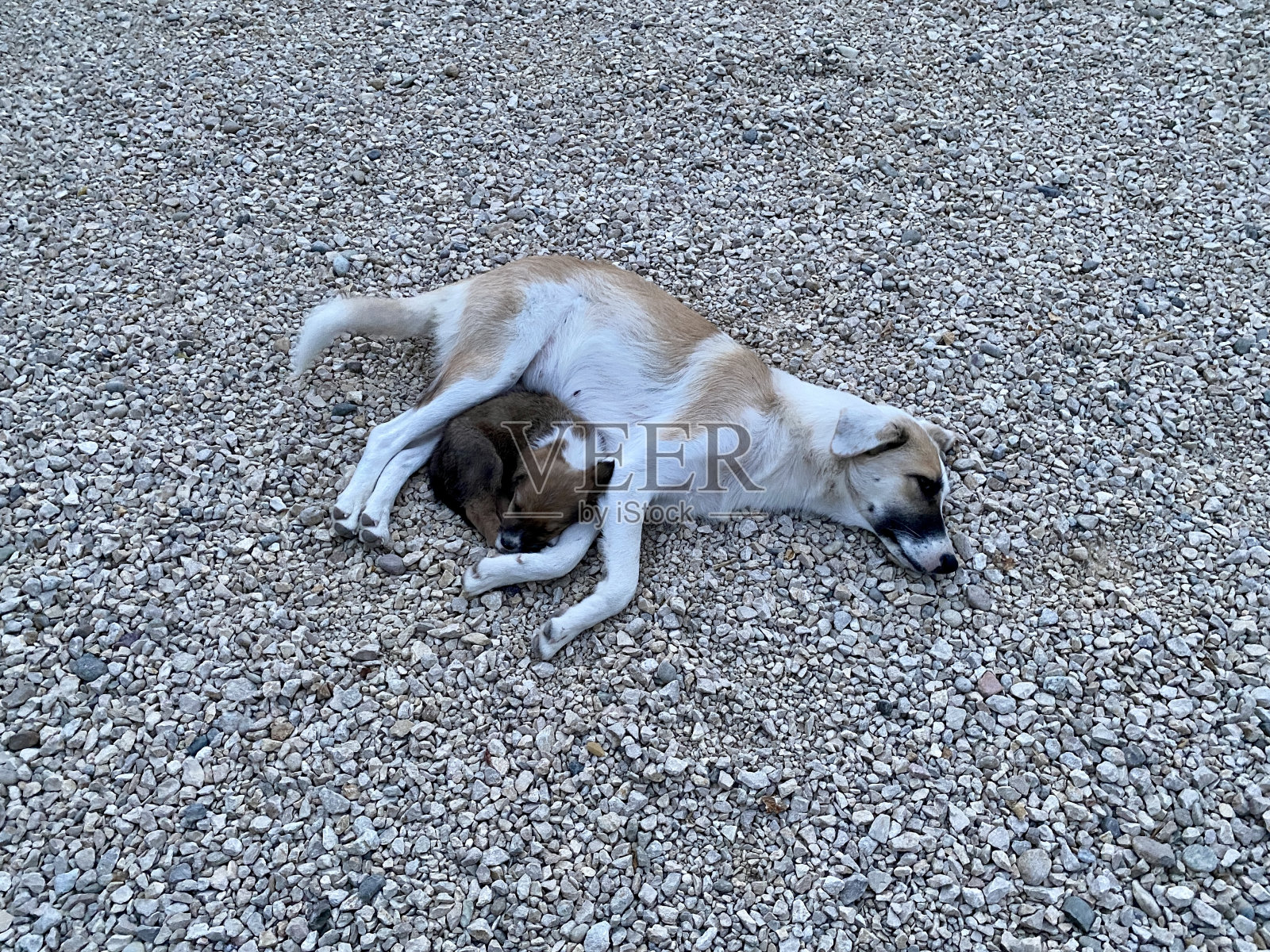 睡在地板上，和狗狗和小狗们在一起照片摄影图片