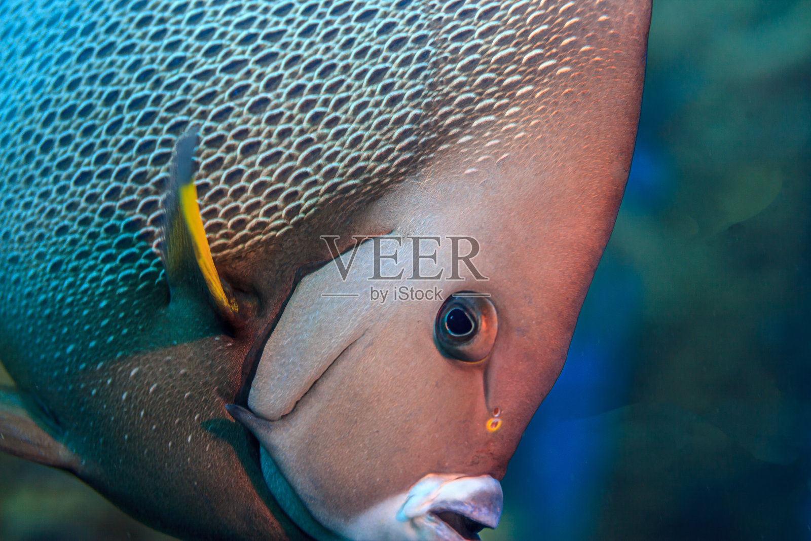 法国神仙鱼照片摄影图片