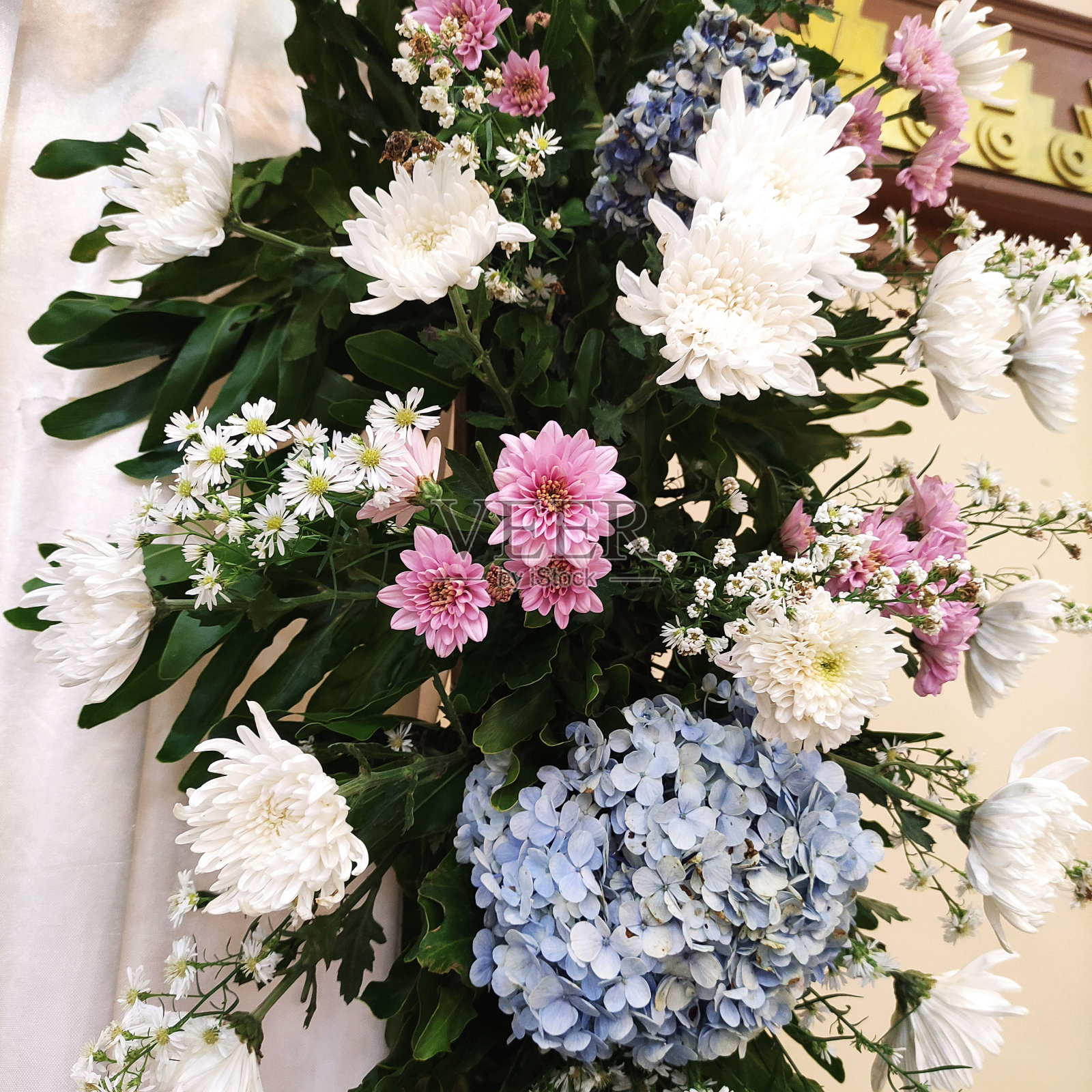 美丽的菊花配上一些新鲜的绿叶。照片摄影图片