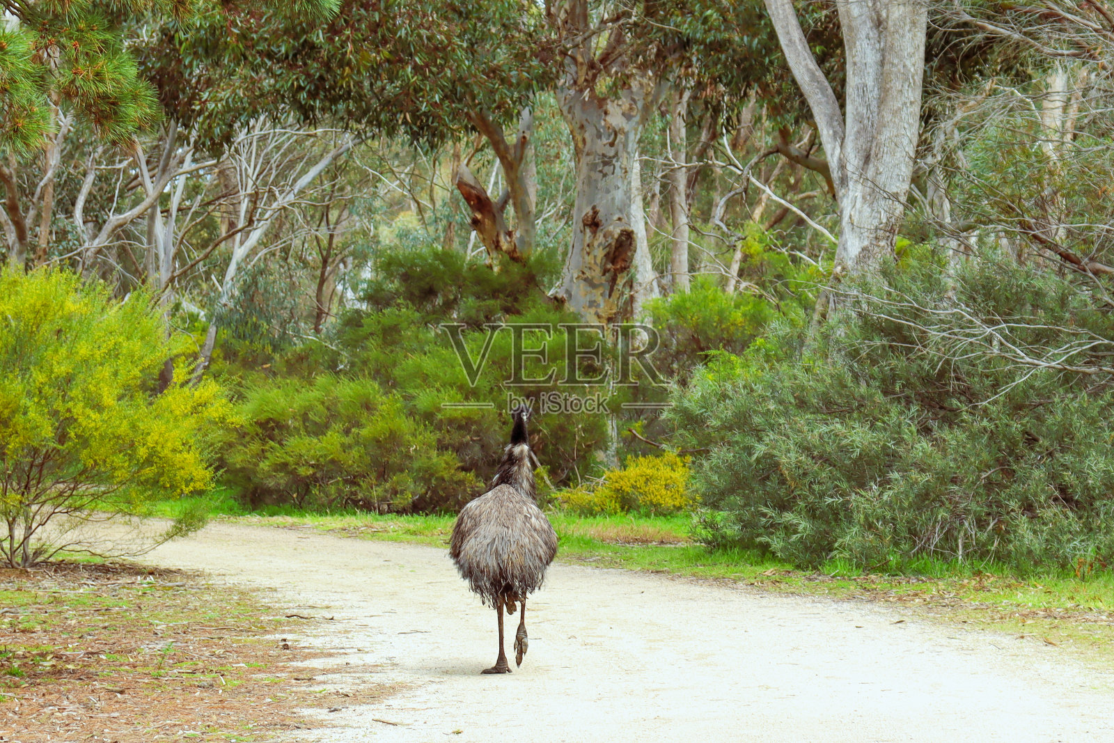 穿过丛林的鸸鹋照片摄影图片