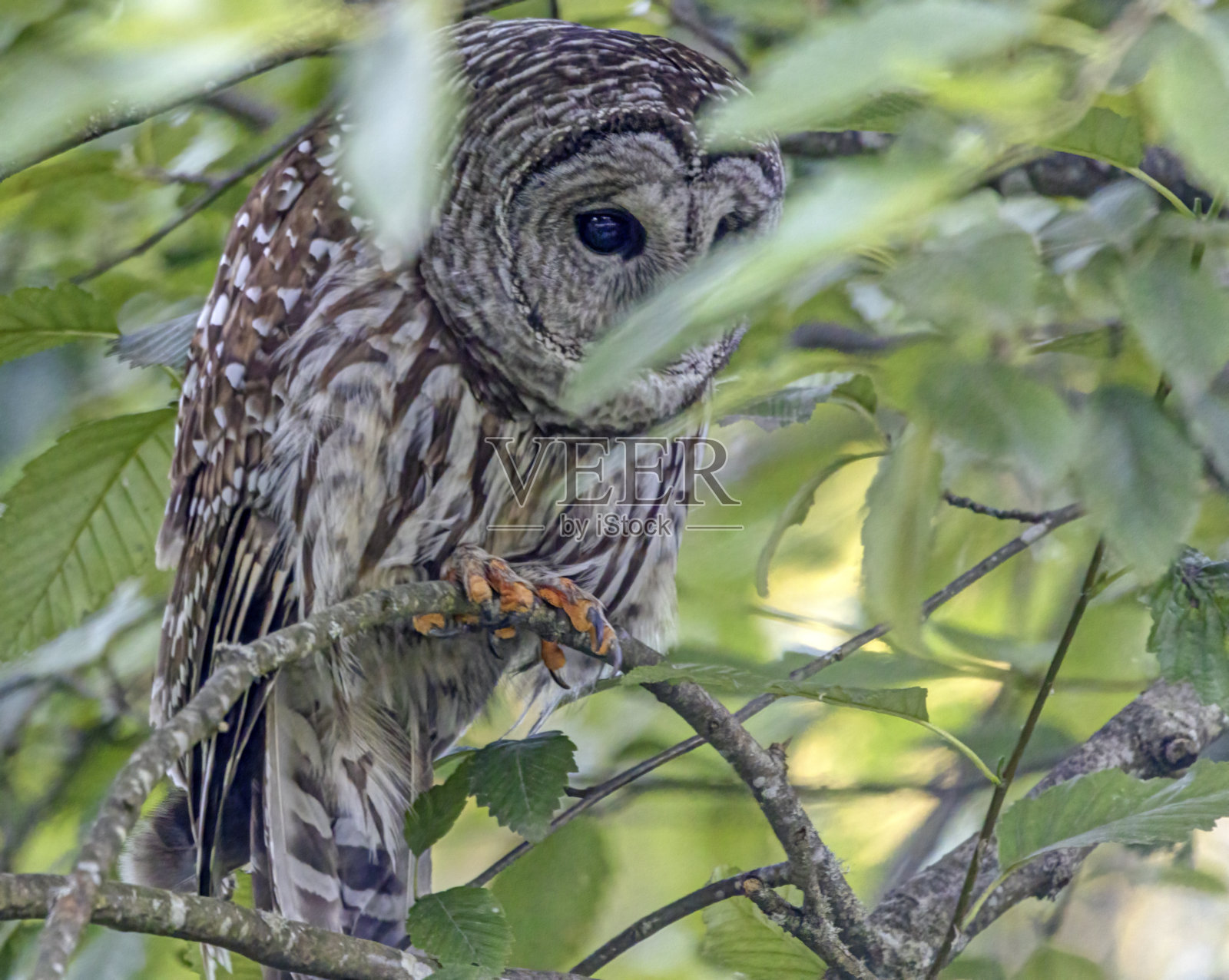 横斑林鸮栖息在树枝上，加拿大不列颠哥伦比亚省科quitlam港照片摄影图片