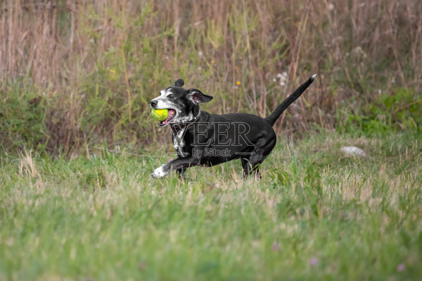 在街上散步的纯种狗照片摄影图片