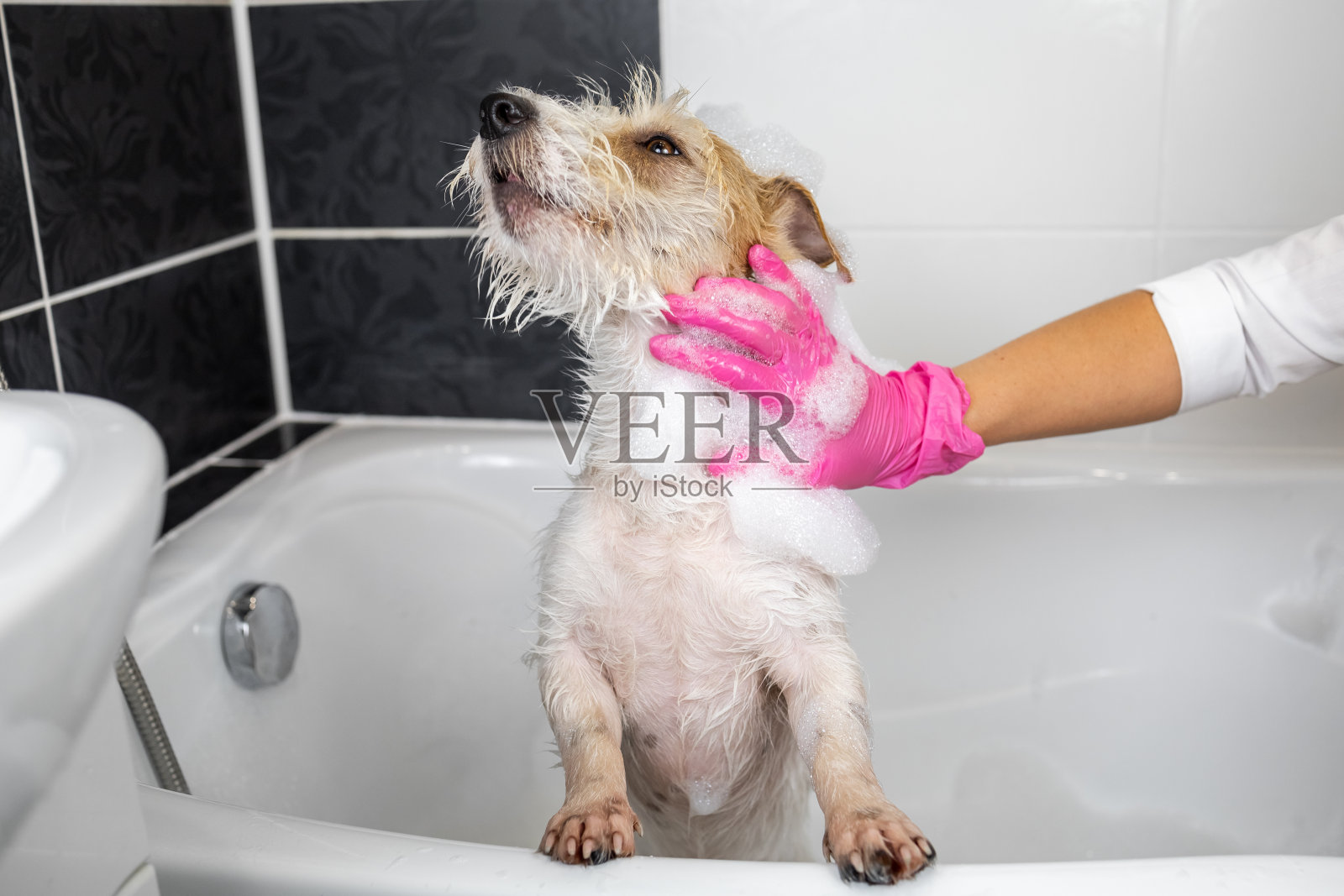 小狗铁丝毛杰克罗素梗正在洗澡。戴着粉色手套的女孩在白色浴缸里给狗洗澡照片摄影图片