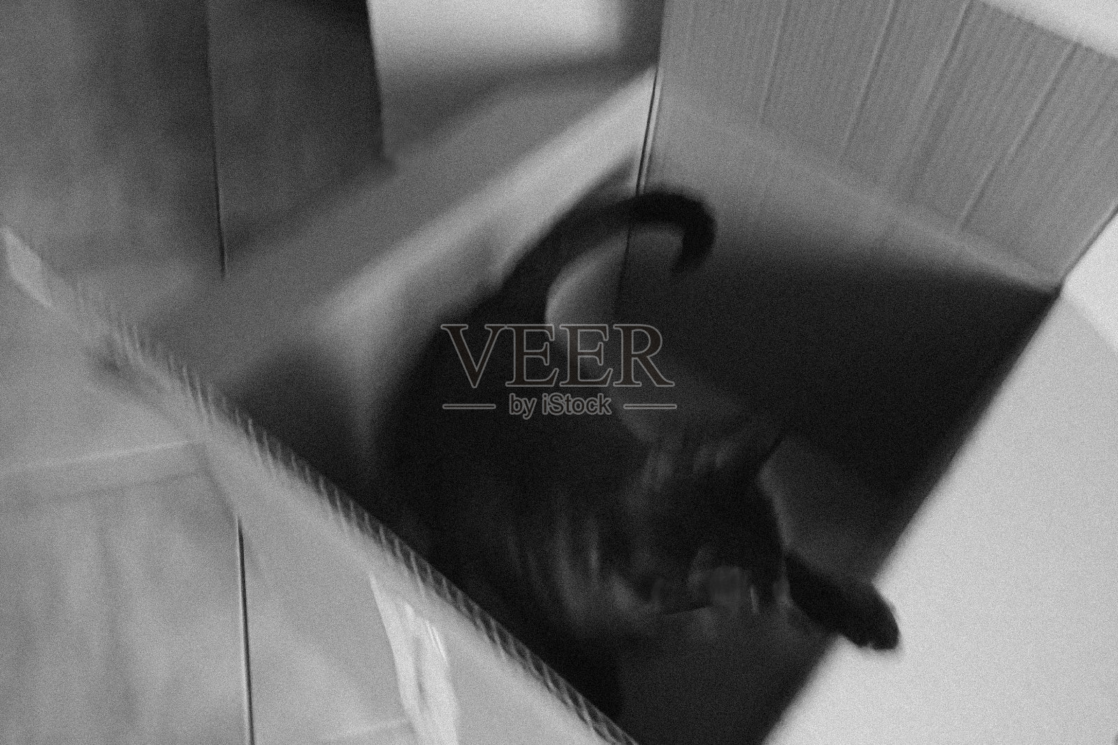 2022年5月31日，捷克乔姆托夫——盒子里的黑猫Violka照片摄影图片