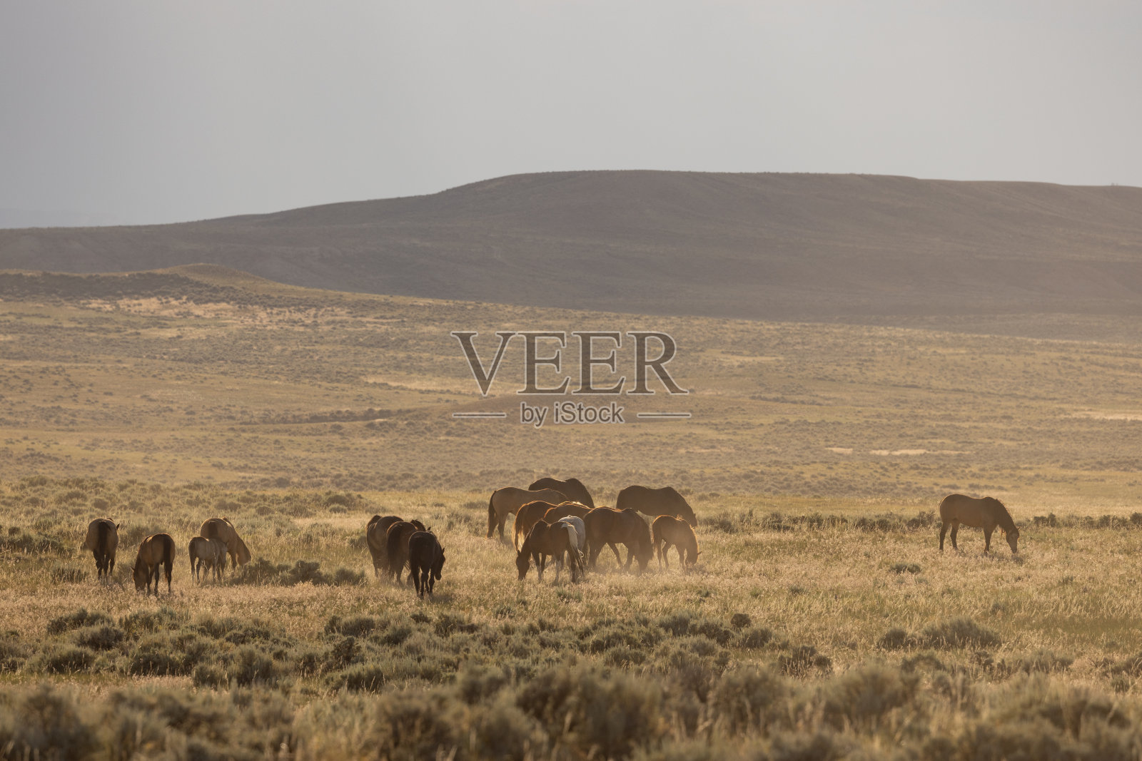 怀俄明州沙漠中的野马照片摄影图片