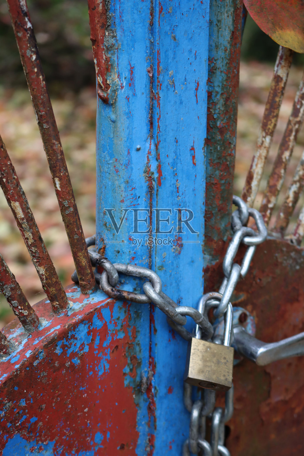 蓝色和生锈的老大门的特写，用链子和挂锁锁在他们周围。照片摄影图片