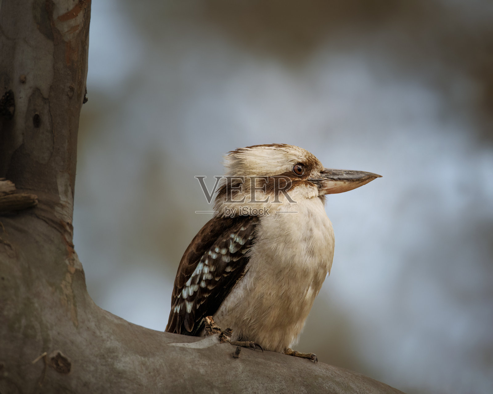 Kookaburra (Dacelo novae几内eae)照片摄影图片