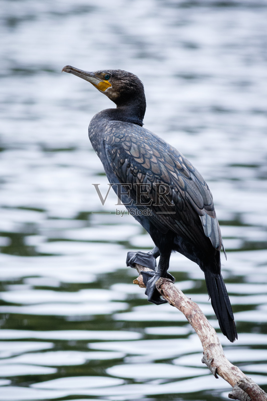 垂直拍摄的鸬鹚鸟栖息在一个以湖为背景的森林照片摄影图片